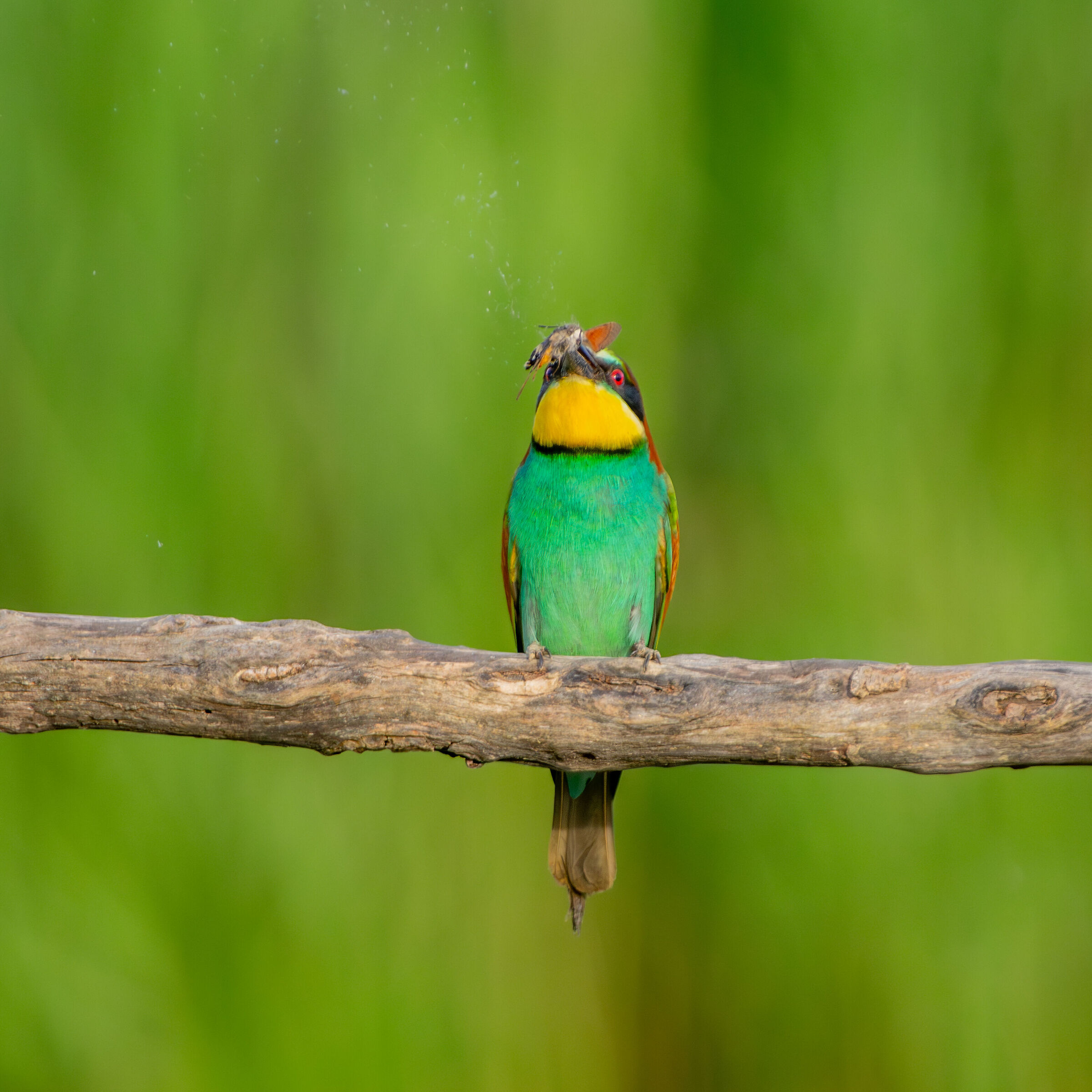 Bee-eater that "plucks" a Macroglossum