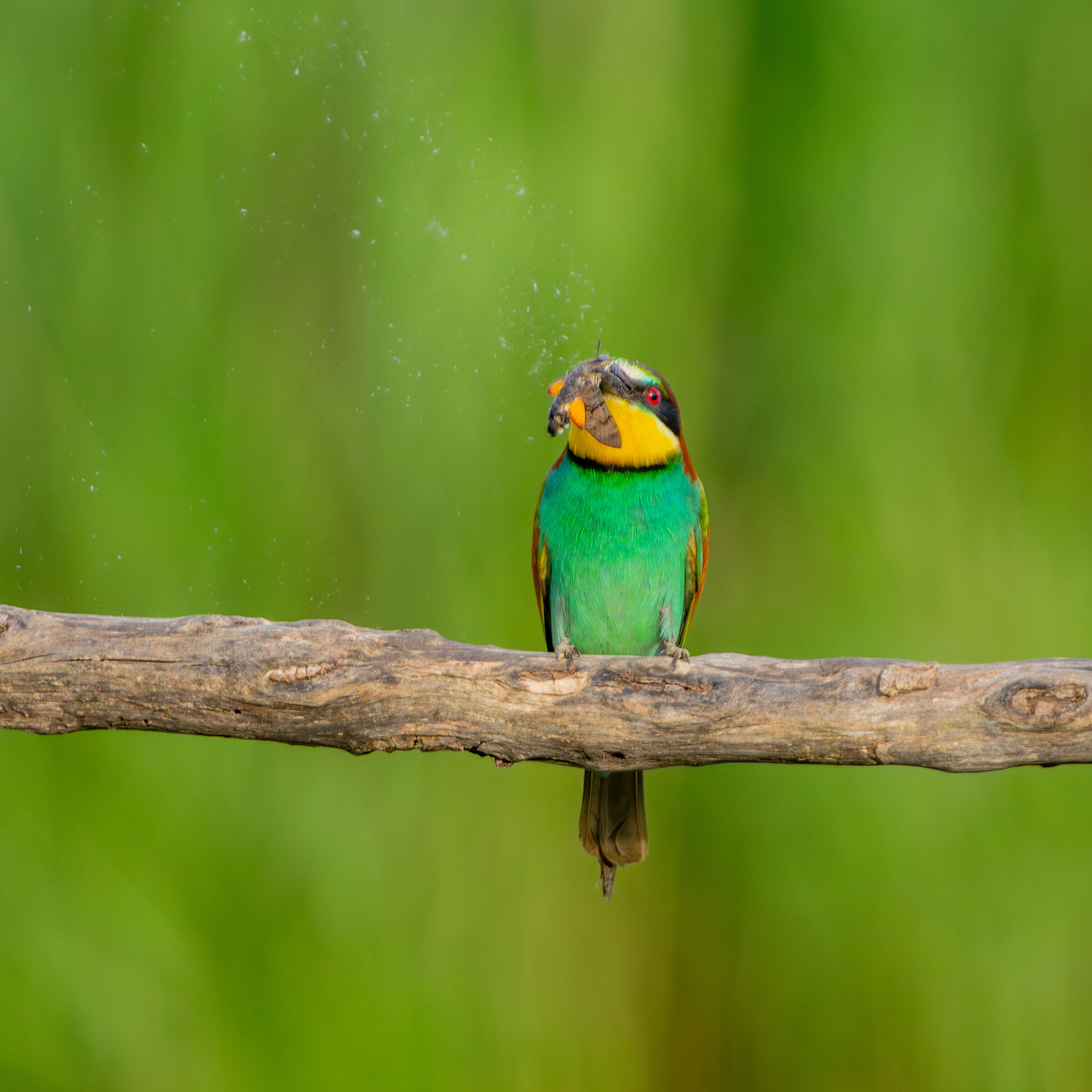 Bee-eater that "plucks" a Macroglossum