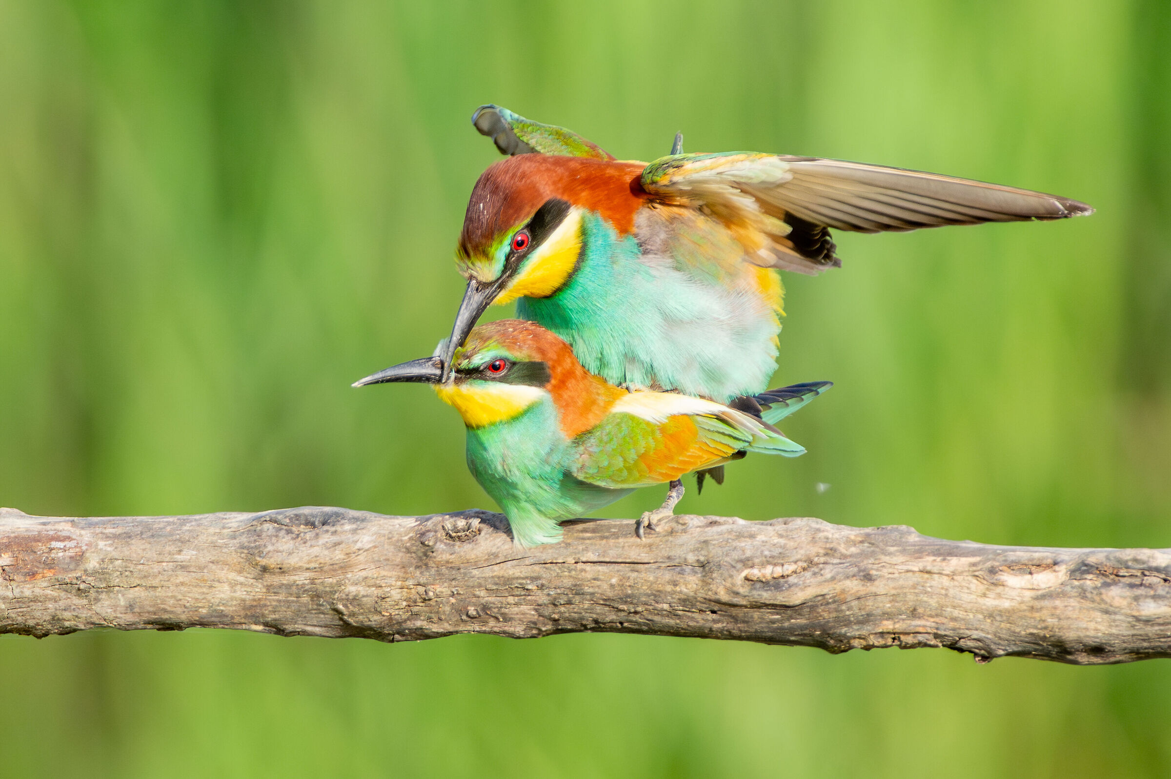 Gruccioni in accoppiamento