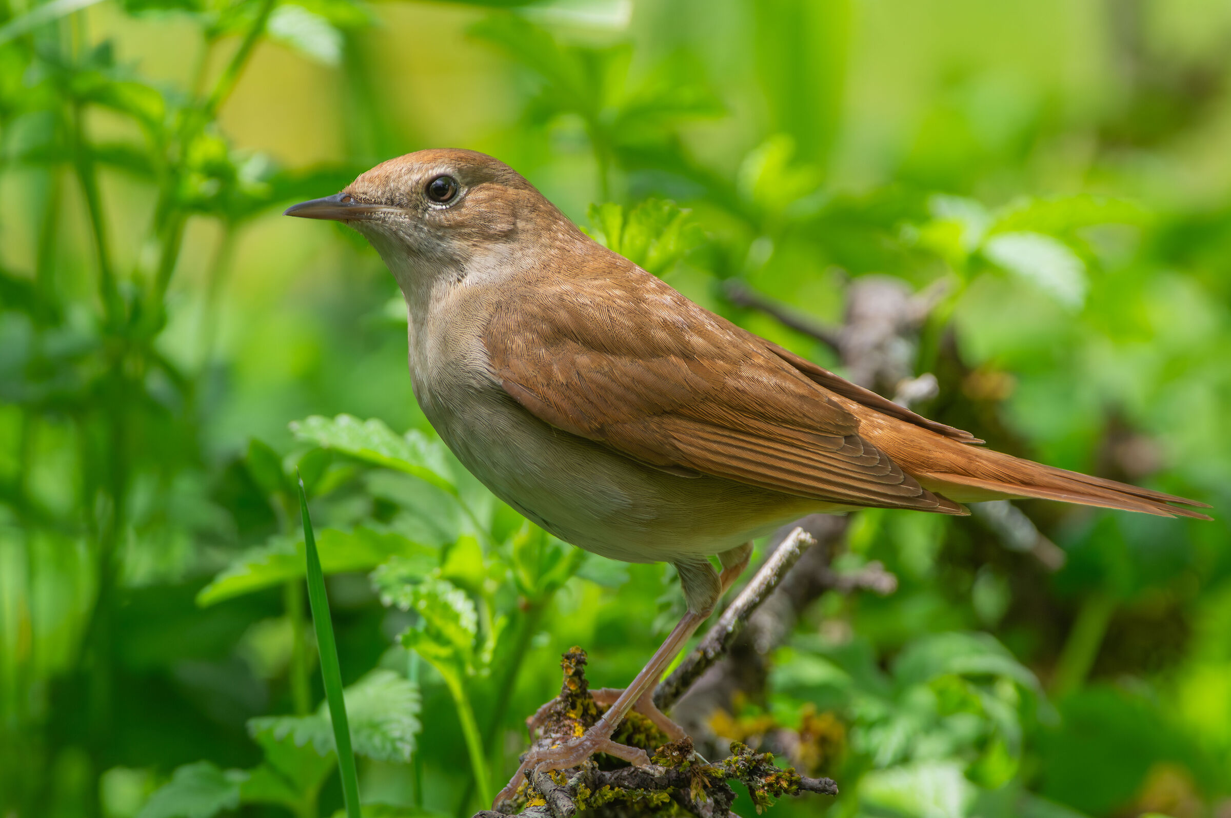 Nightingale