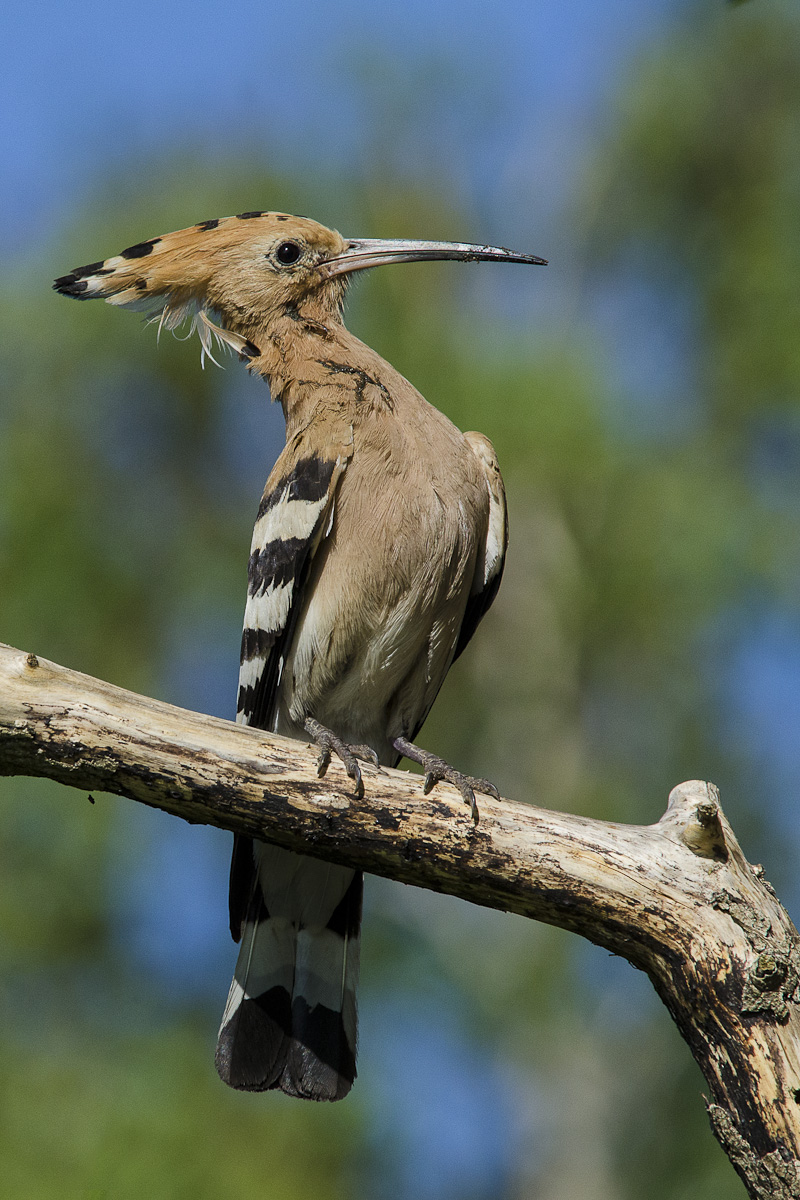 hoopoe