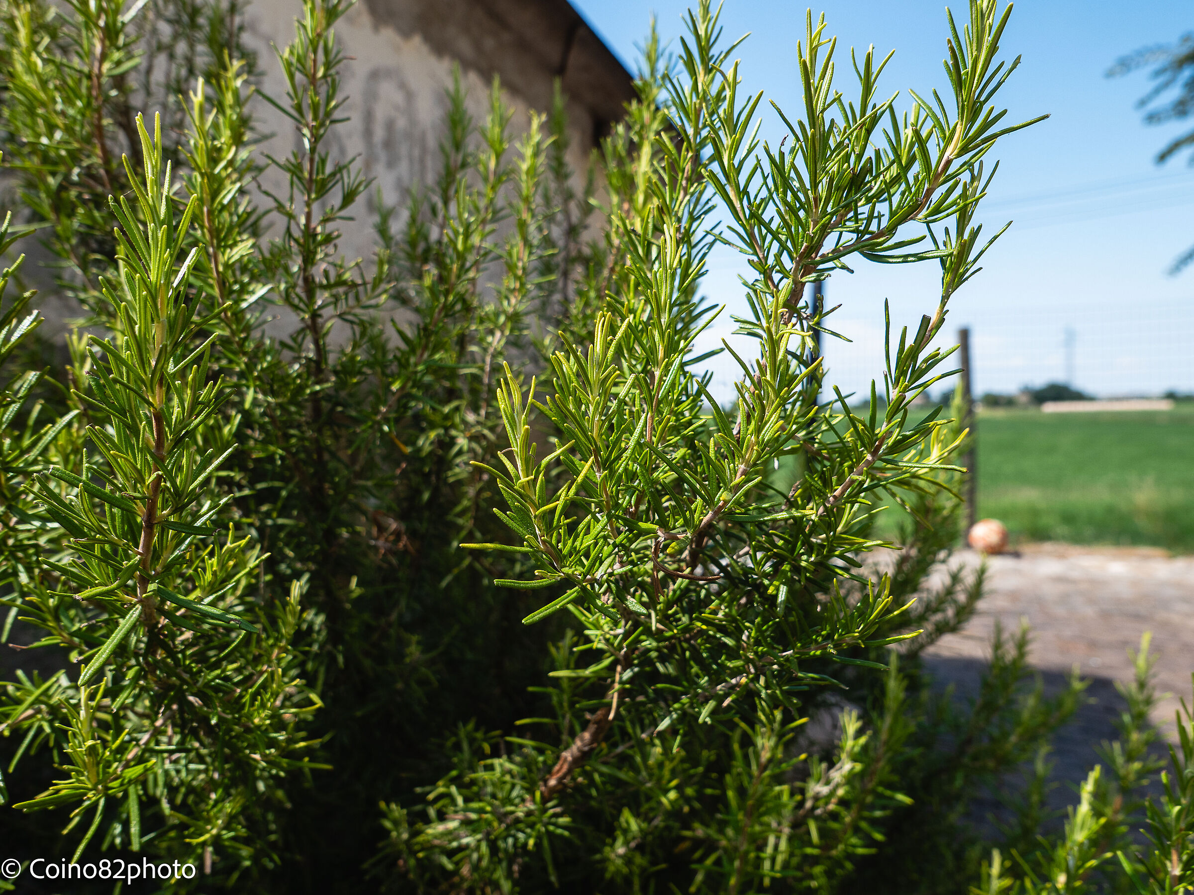 prova macro Leica d lux 8