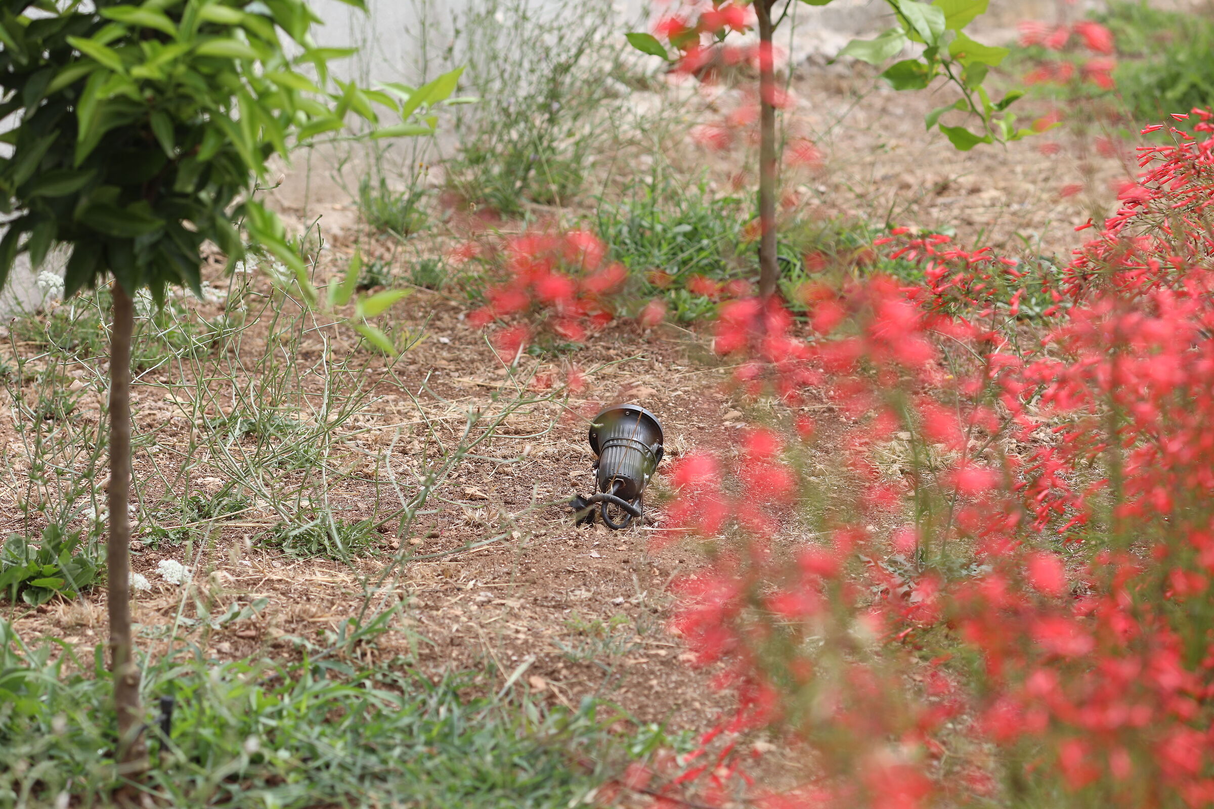 " Crop 189 ", Canon 135 F. 2 L+ TC 1.4 iii, 5 D IV