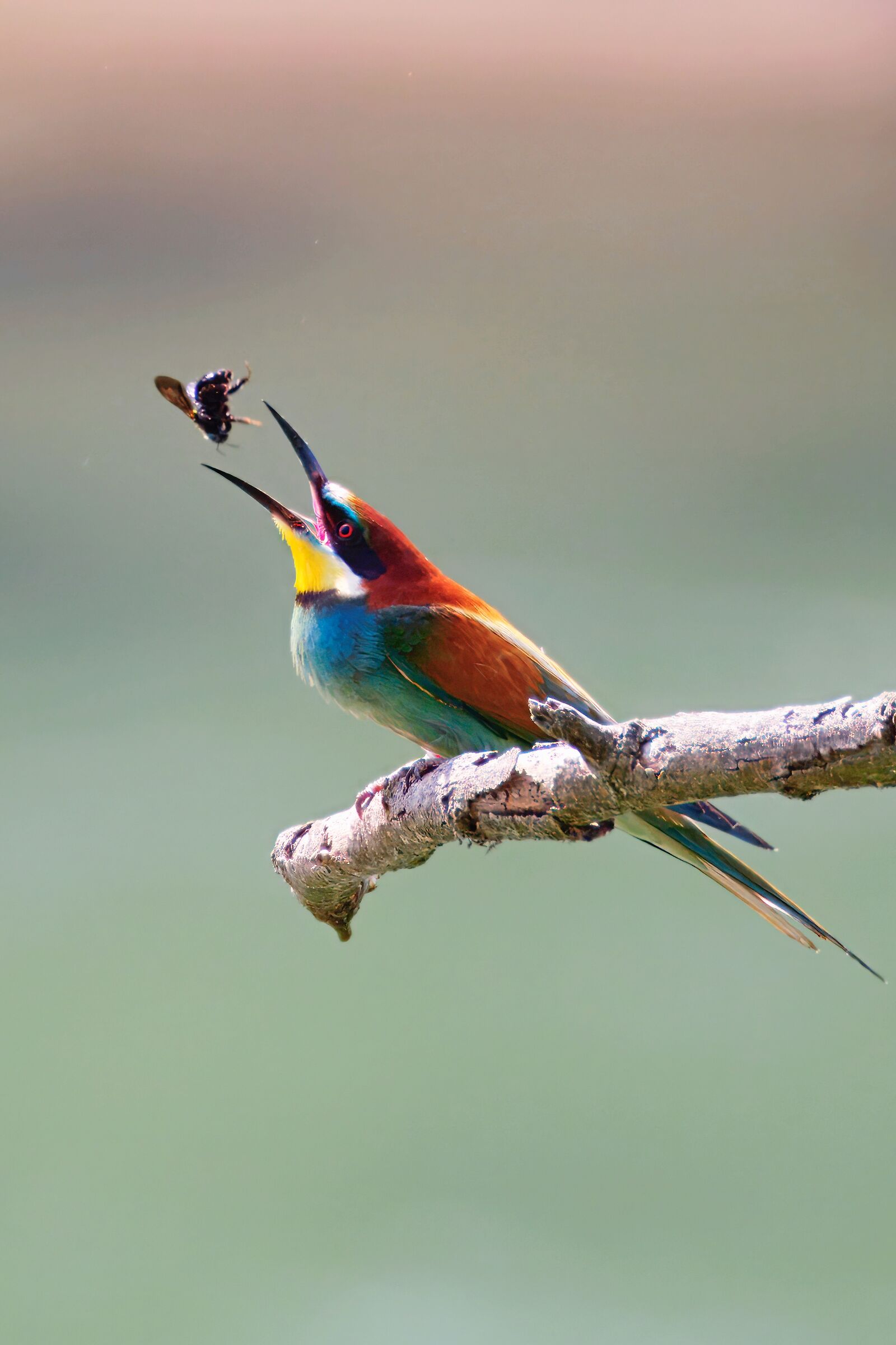 Bee-eater