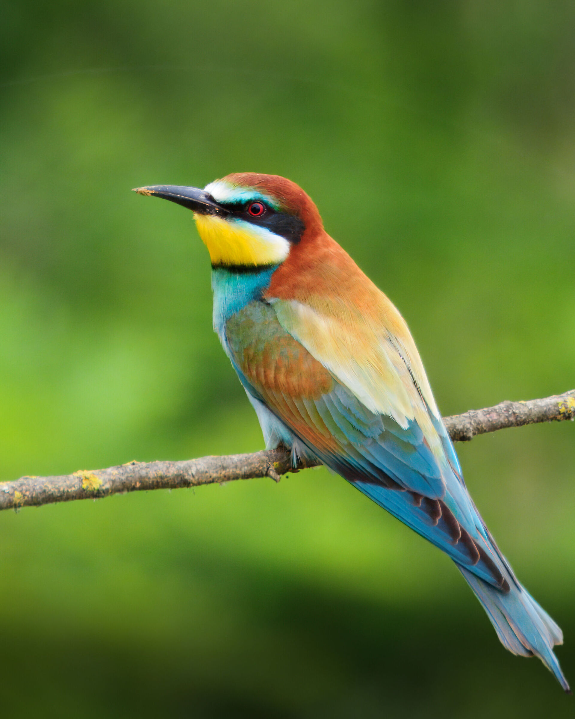 Portrait of a bee-eater