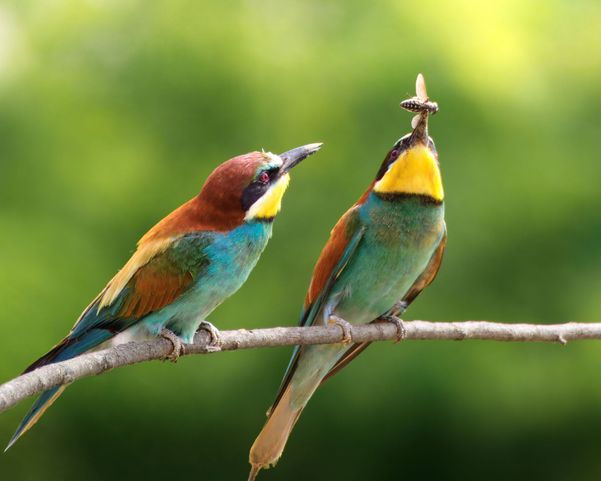 Shared meal?