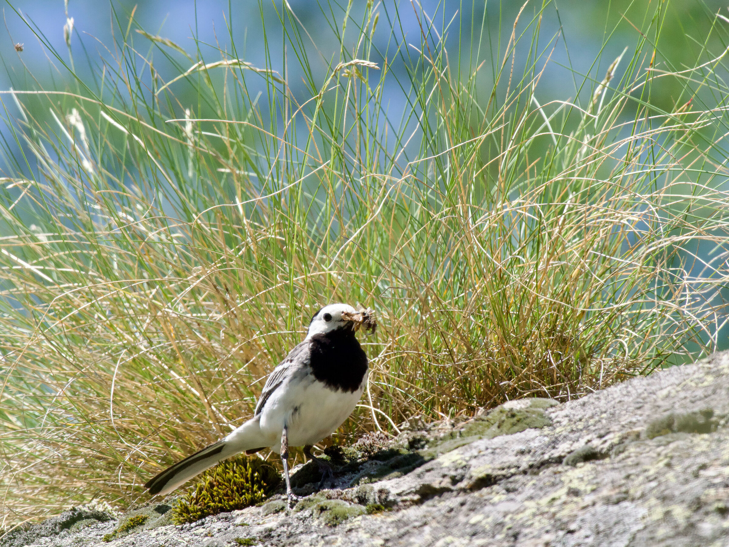 Mom looking for food