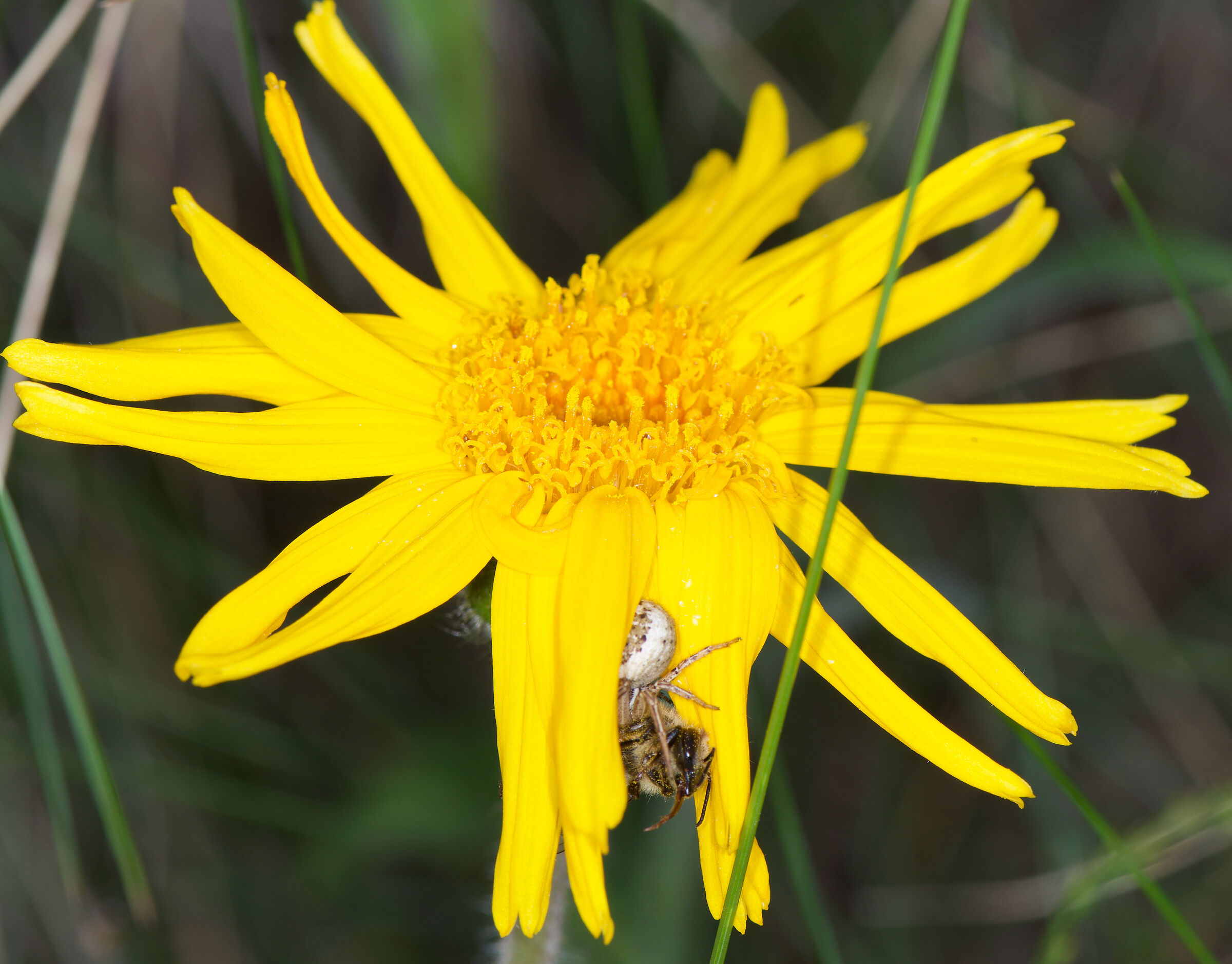 Yellow (crime scene)