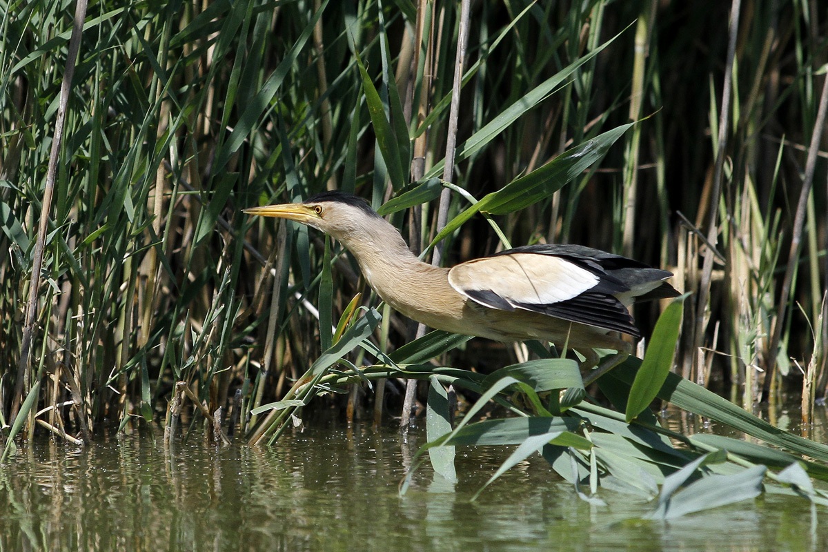 Il Tarabusino maschio