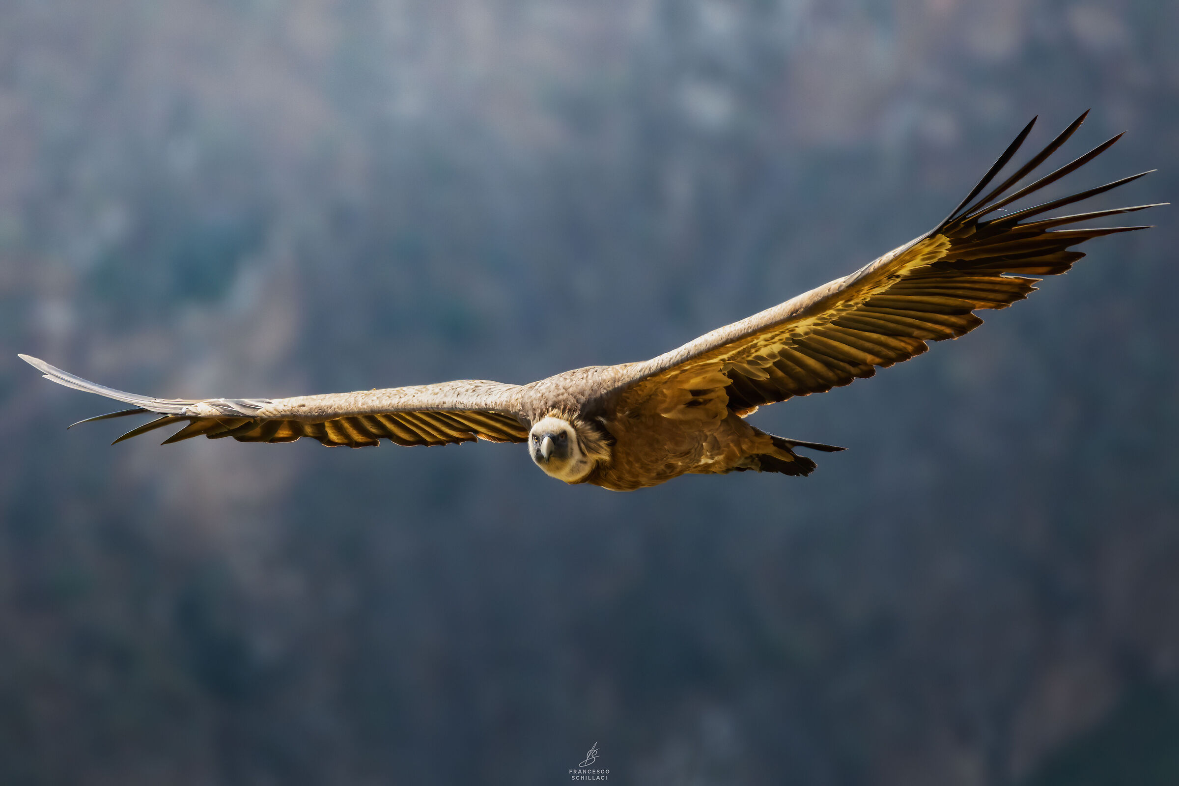 A meeting of glances