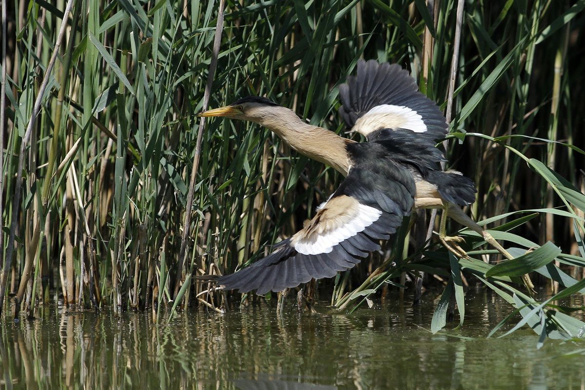 Il Tarabusino maschio