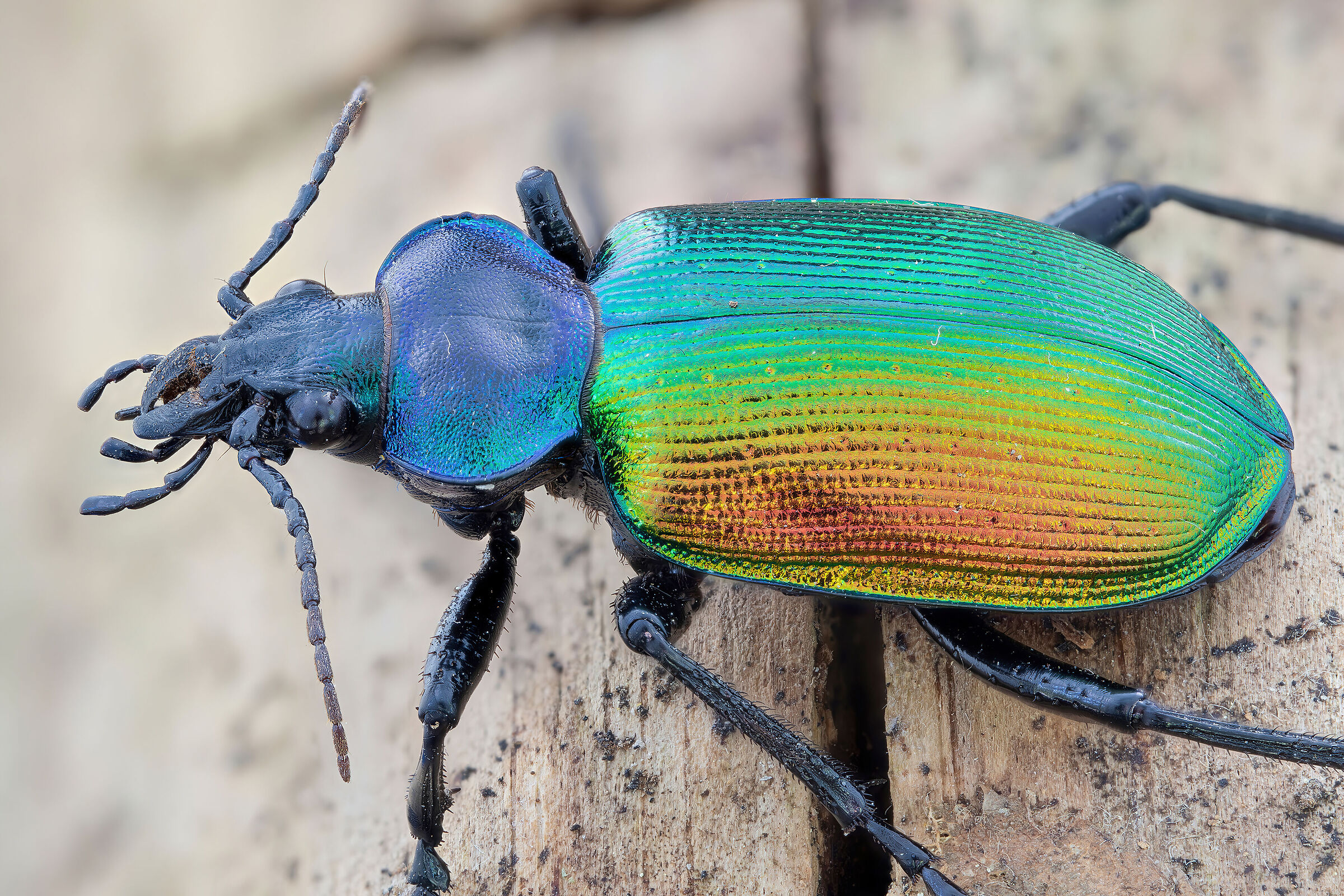 Calosoma sycophanta