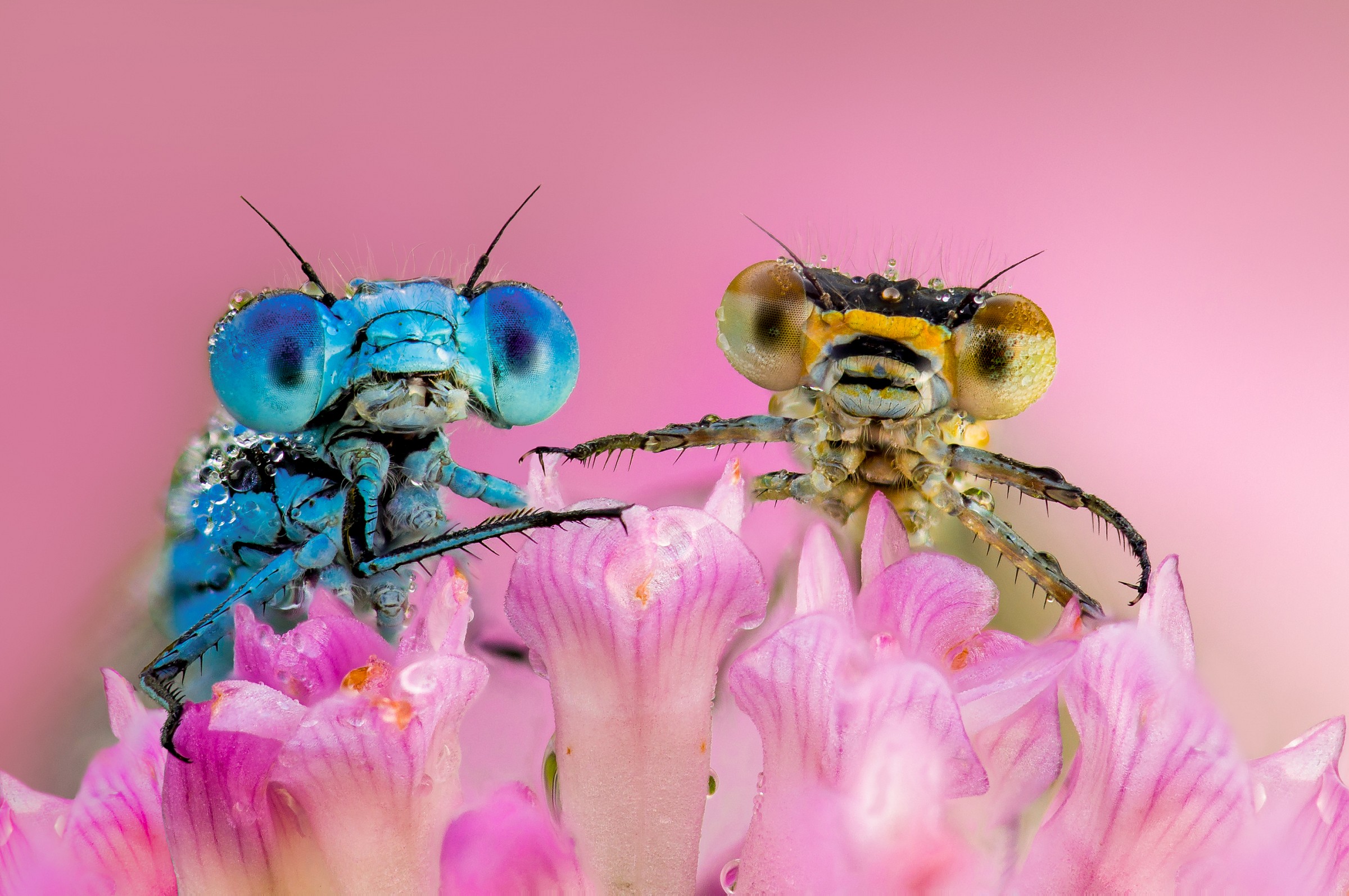 Met harry ............. v2.0