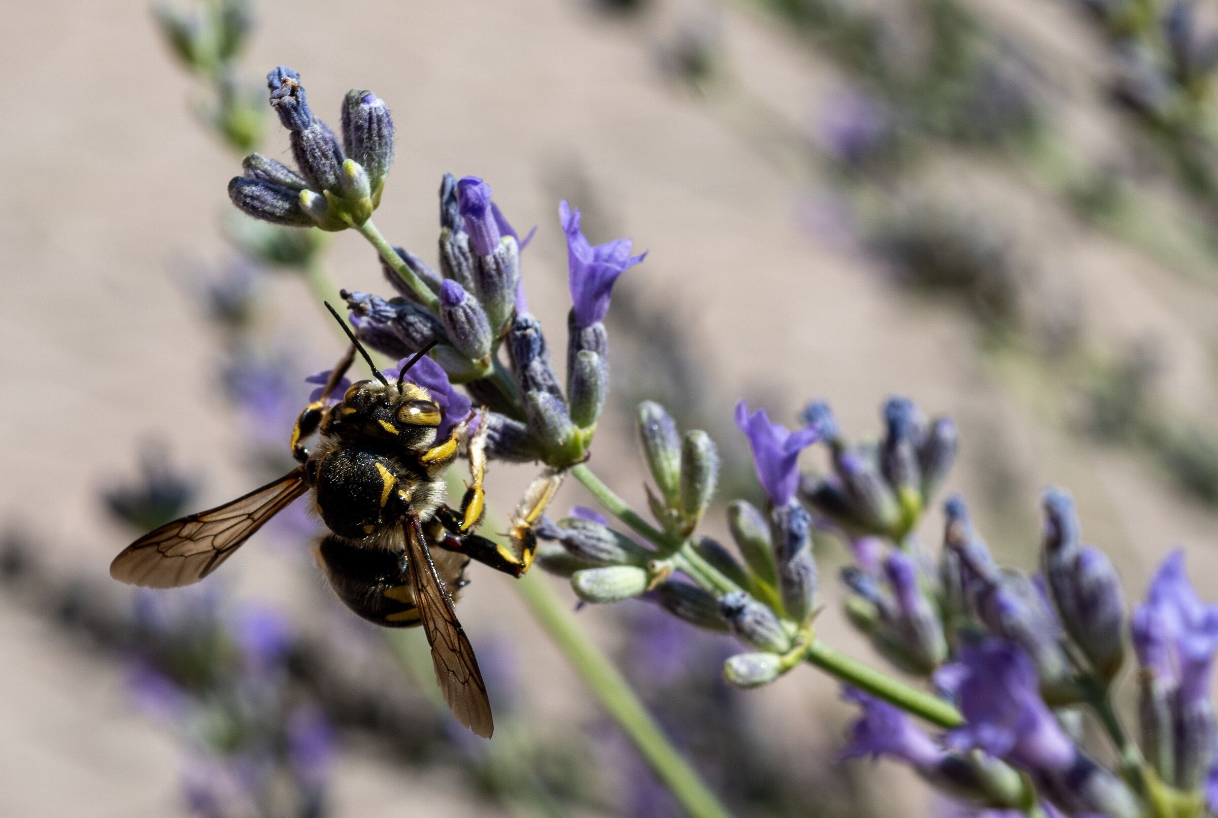 Lavender happy hour