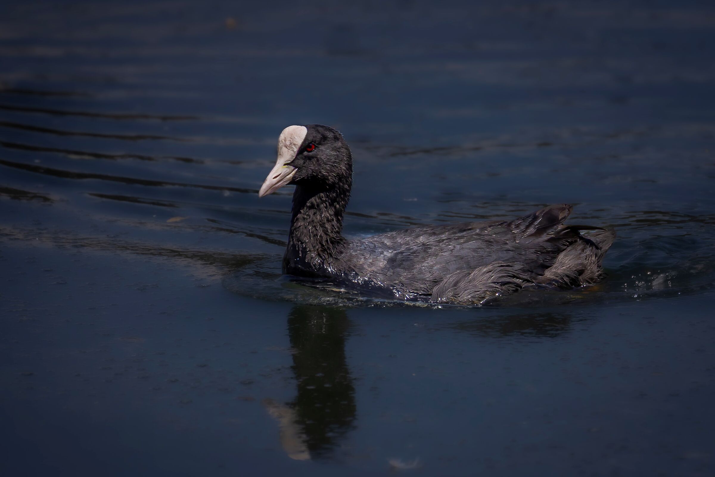 A simple Coot