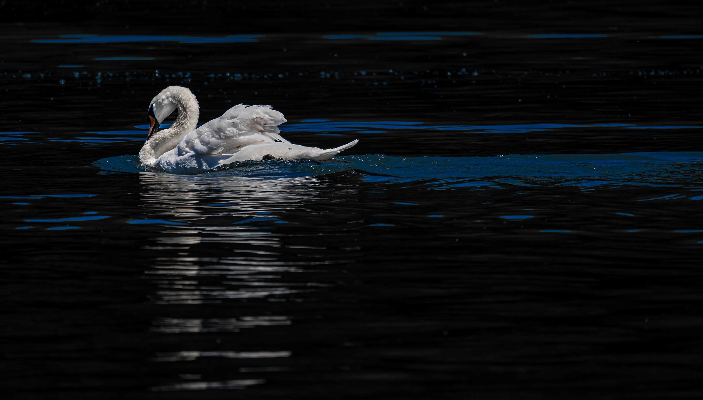 Swimming in the blue