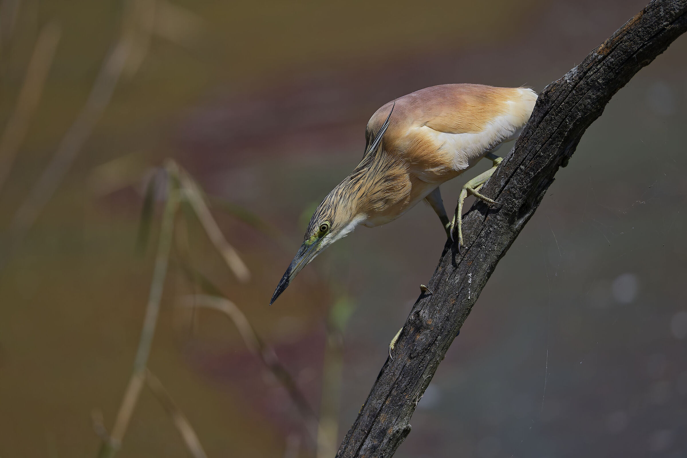 Squacco heron