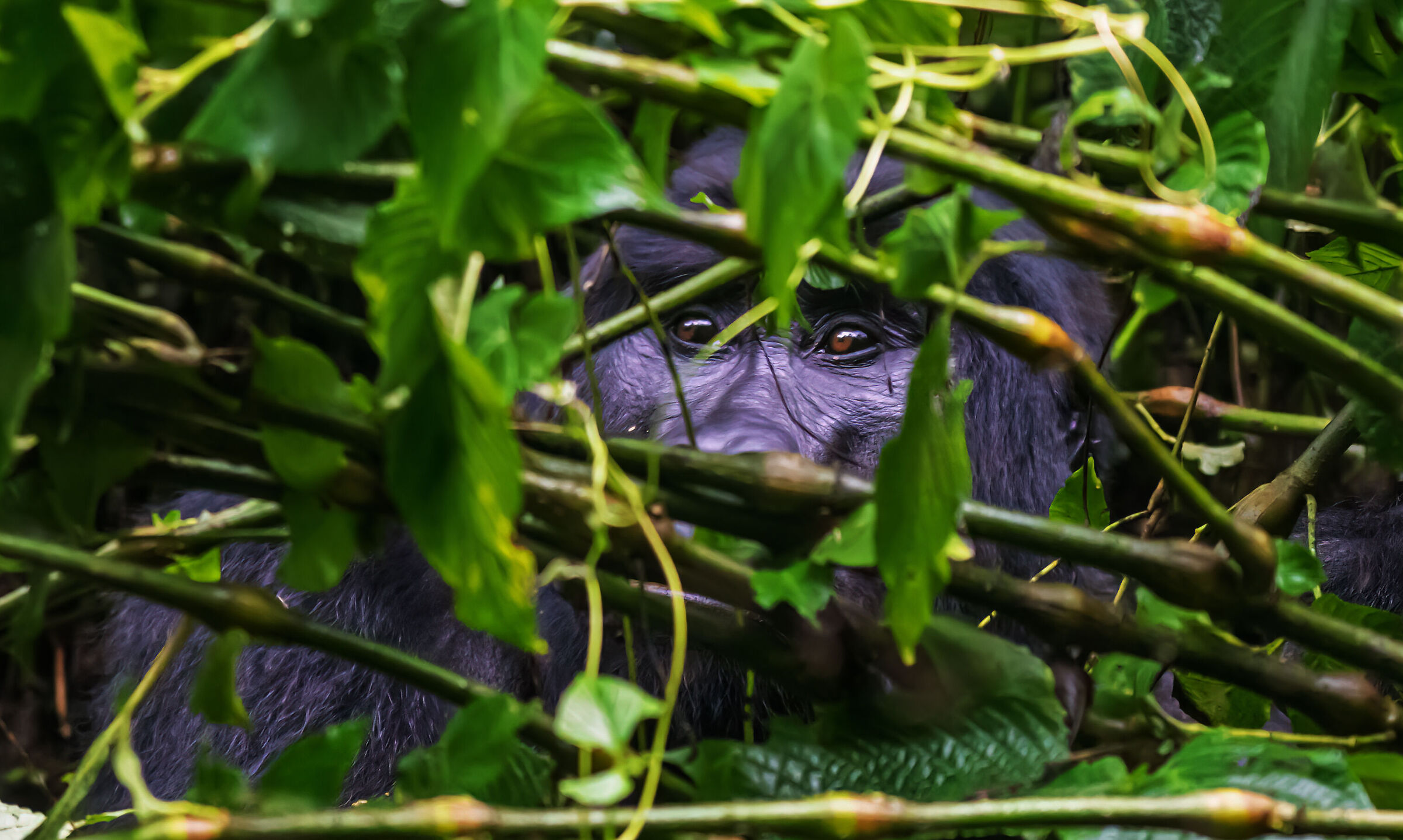 Bwindi Impenetrable National Park encounters