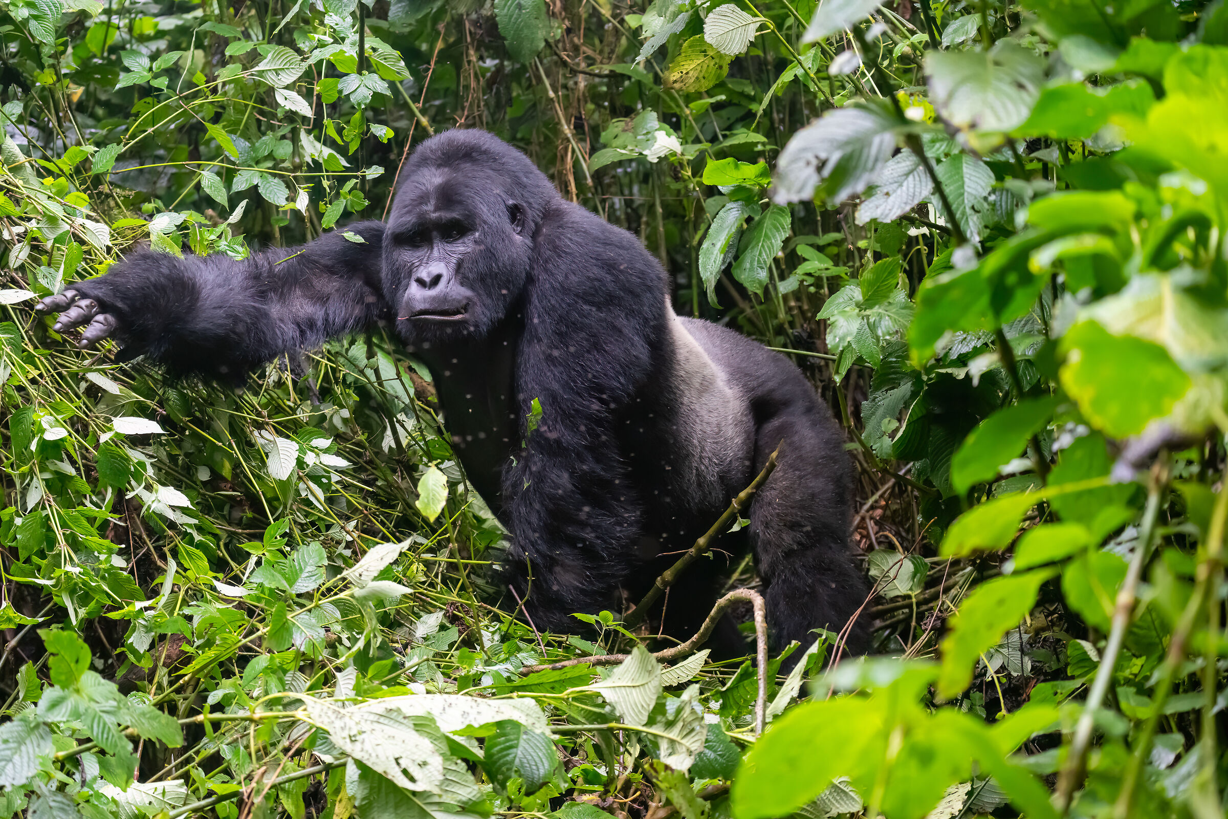 Bwindi Impenetrable National Park encounters