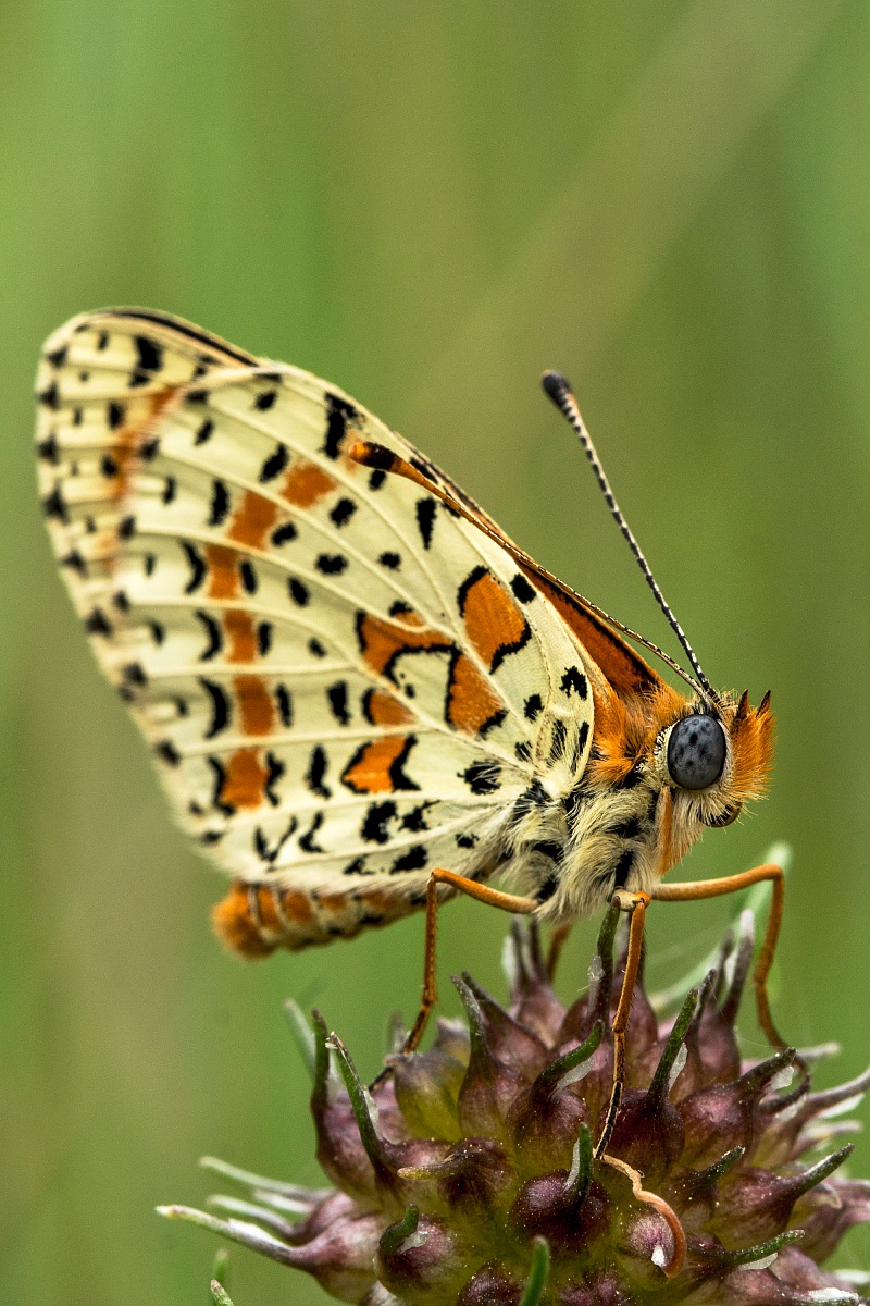 Phoebe melitaea