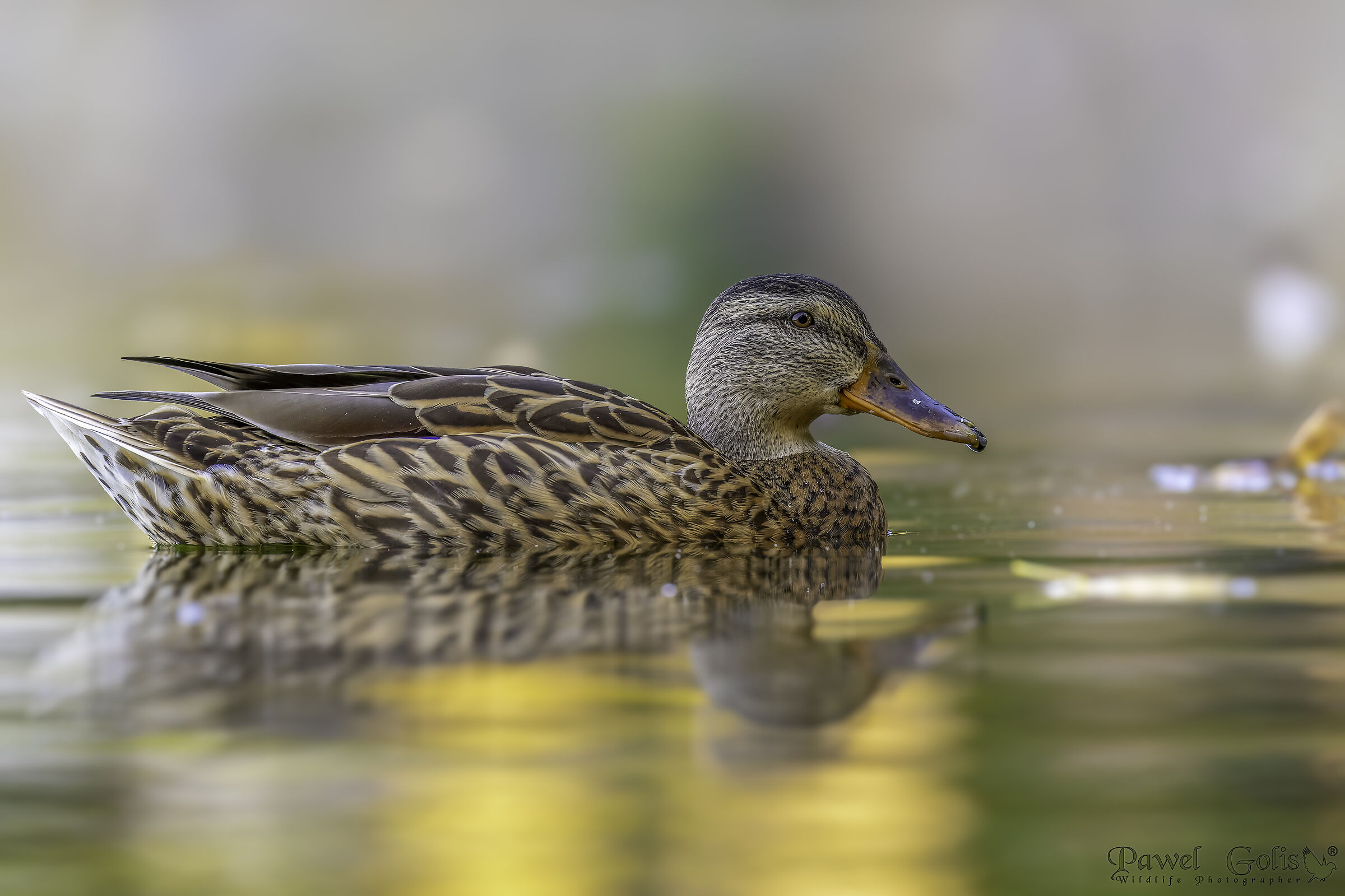 Germano reale (Anas platyrhynchos)