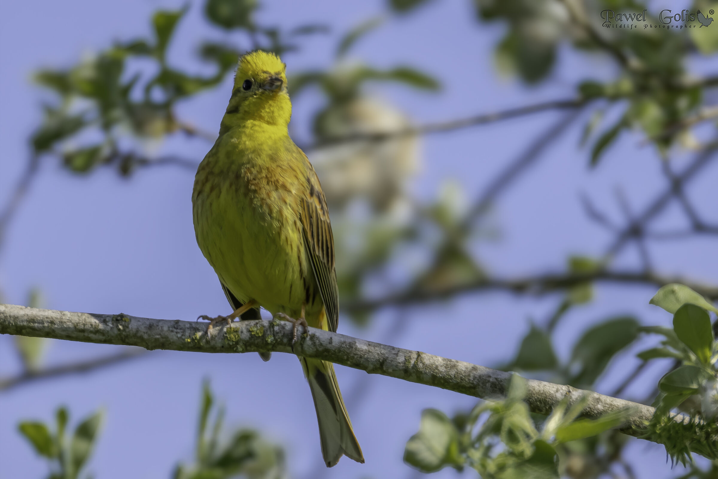 Martello giallo (Emberiza citrinella)