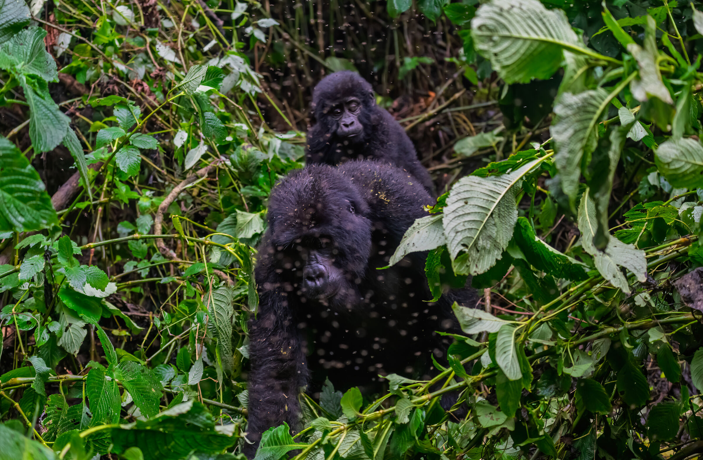 Bwindi Impenetrable National Park encounters