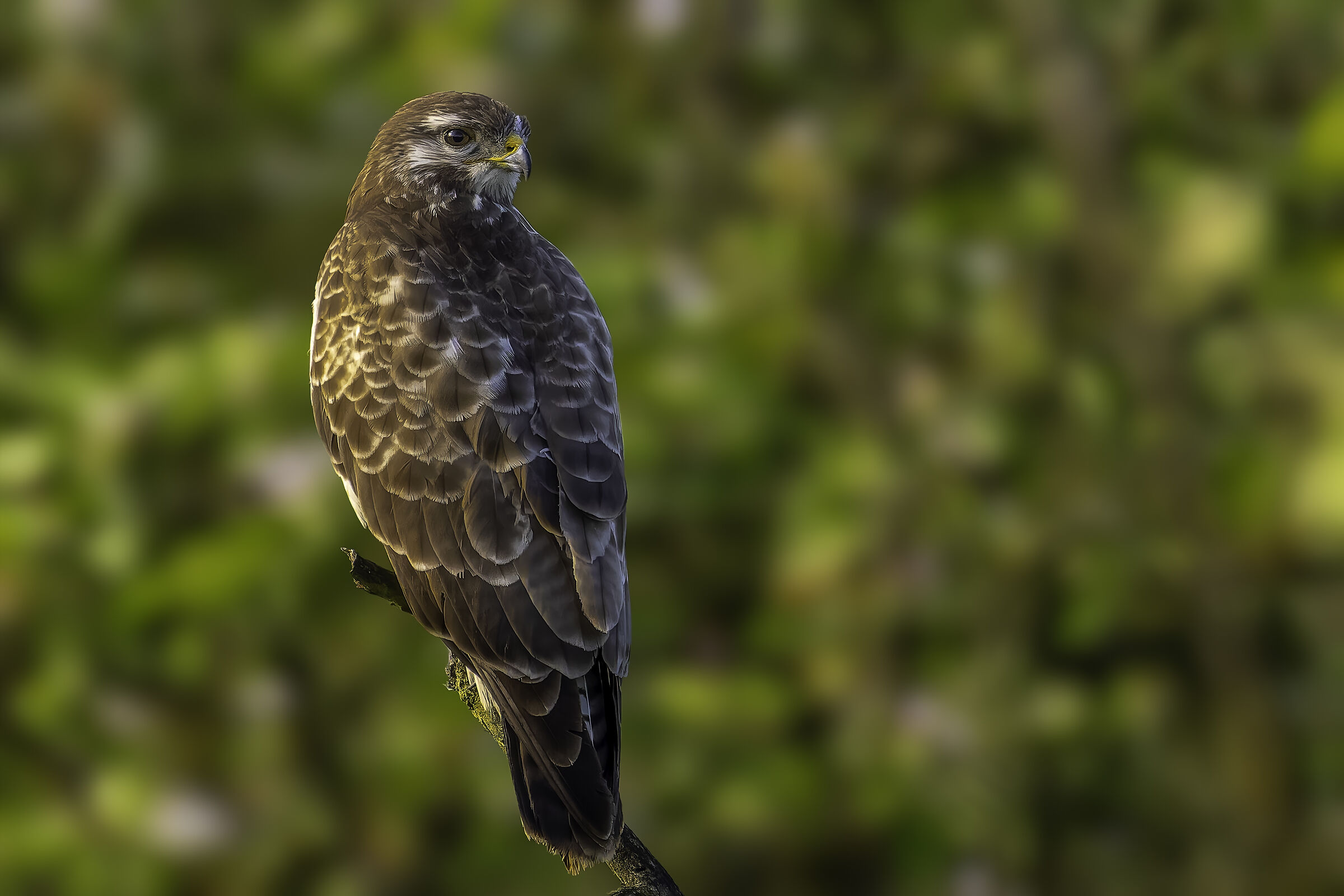 Poiana (Buteo buteo)