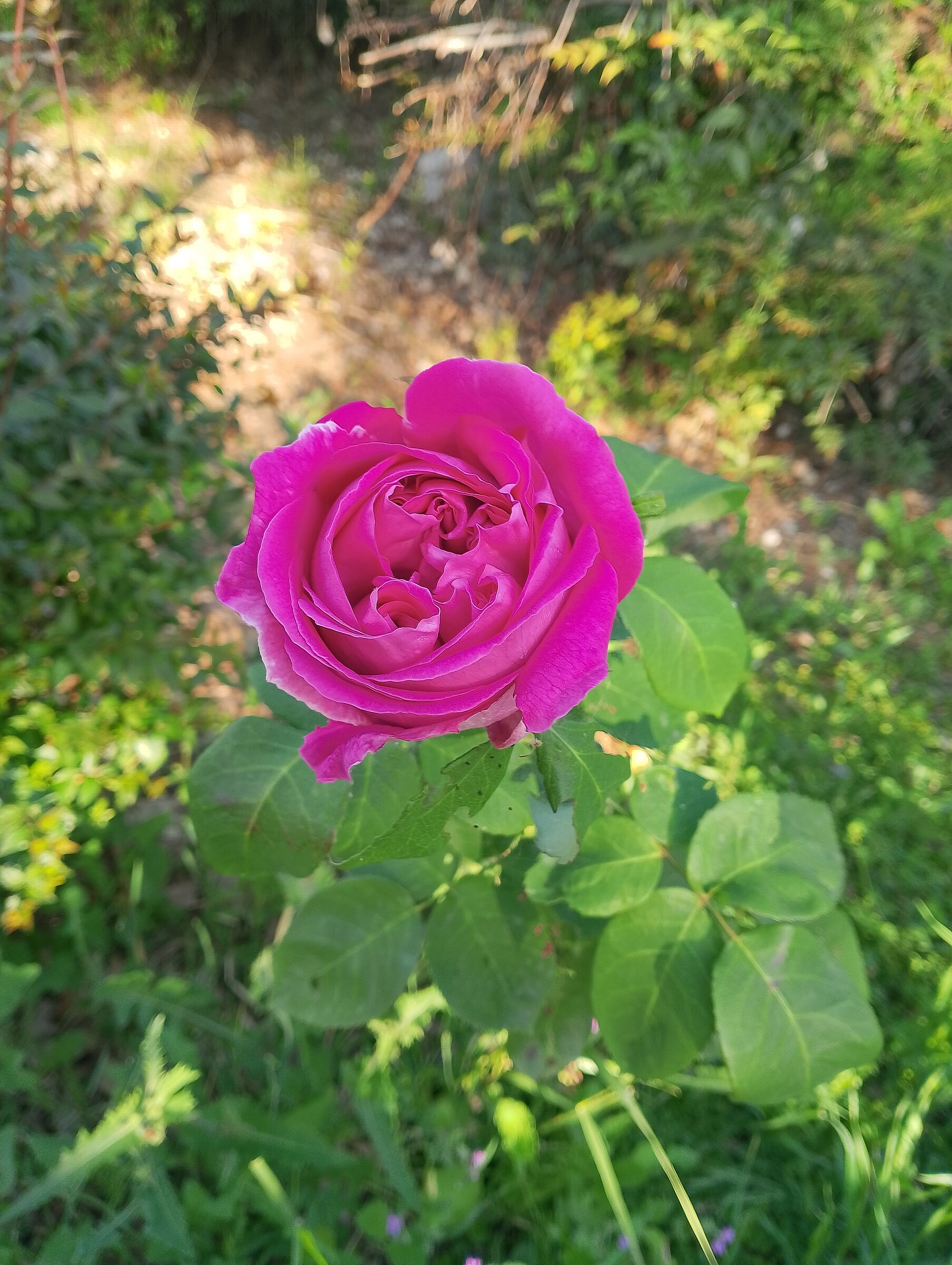 Un fior sbocciato al primo sol di maggio