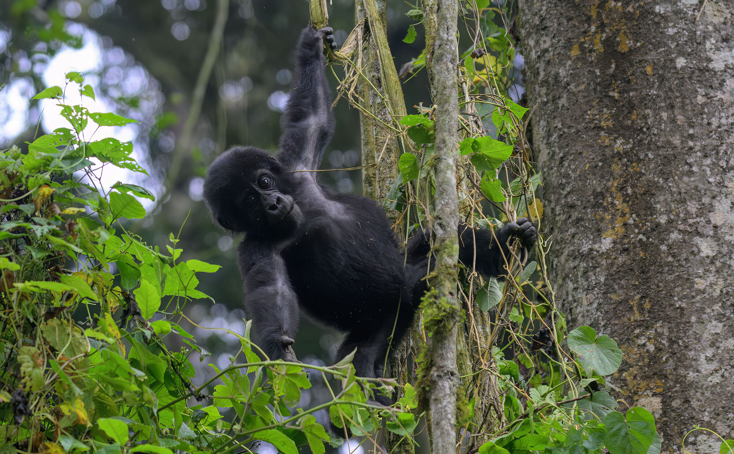 gorilla Bwindi Impenetrable National Park