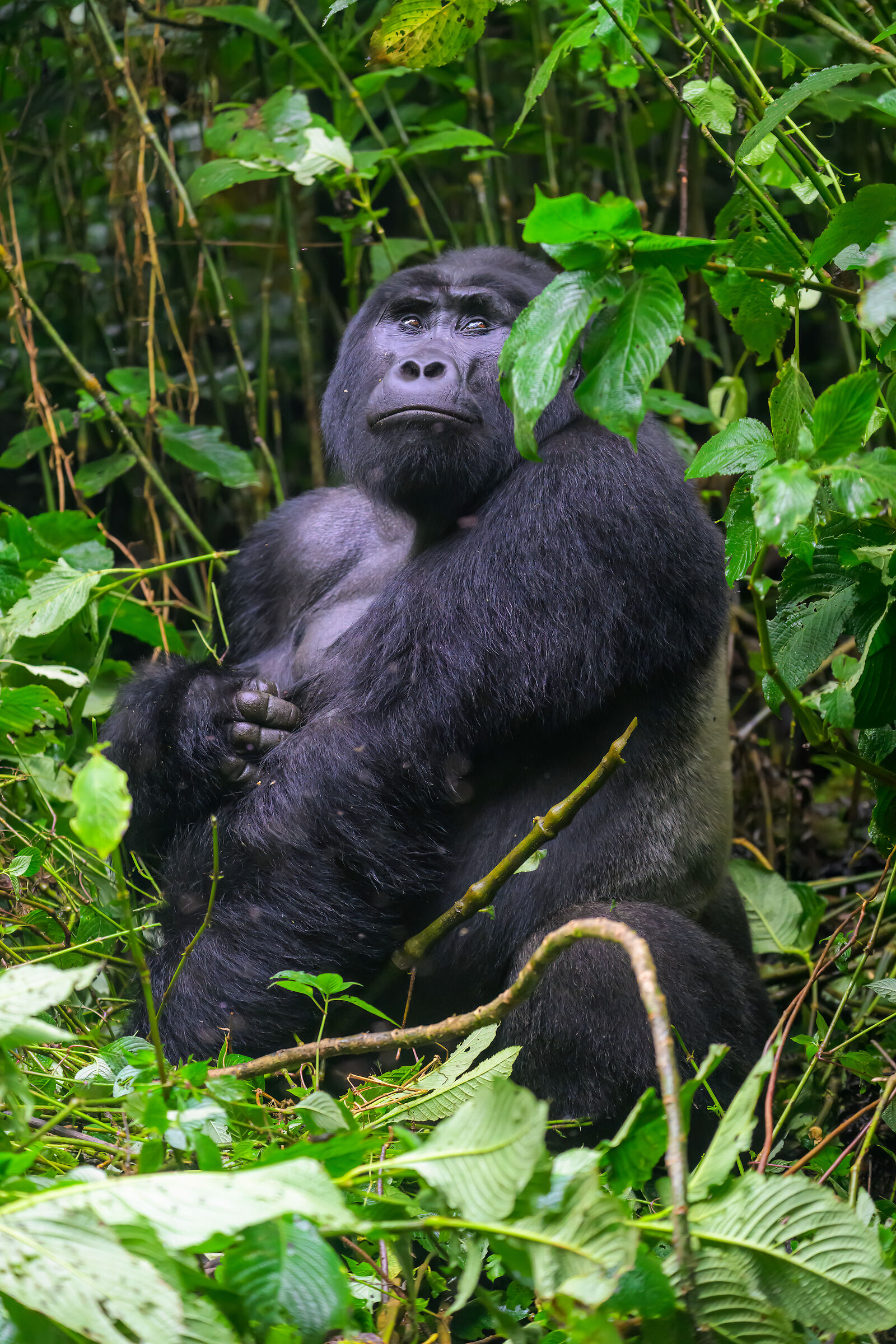 Bwindi Impenetrable National Park encounters