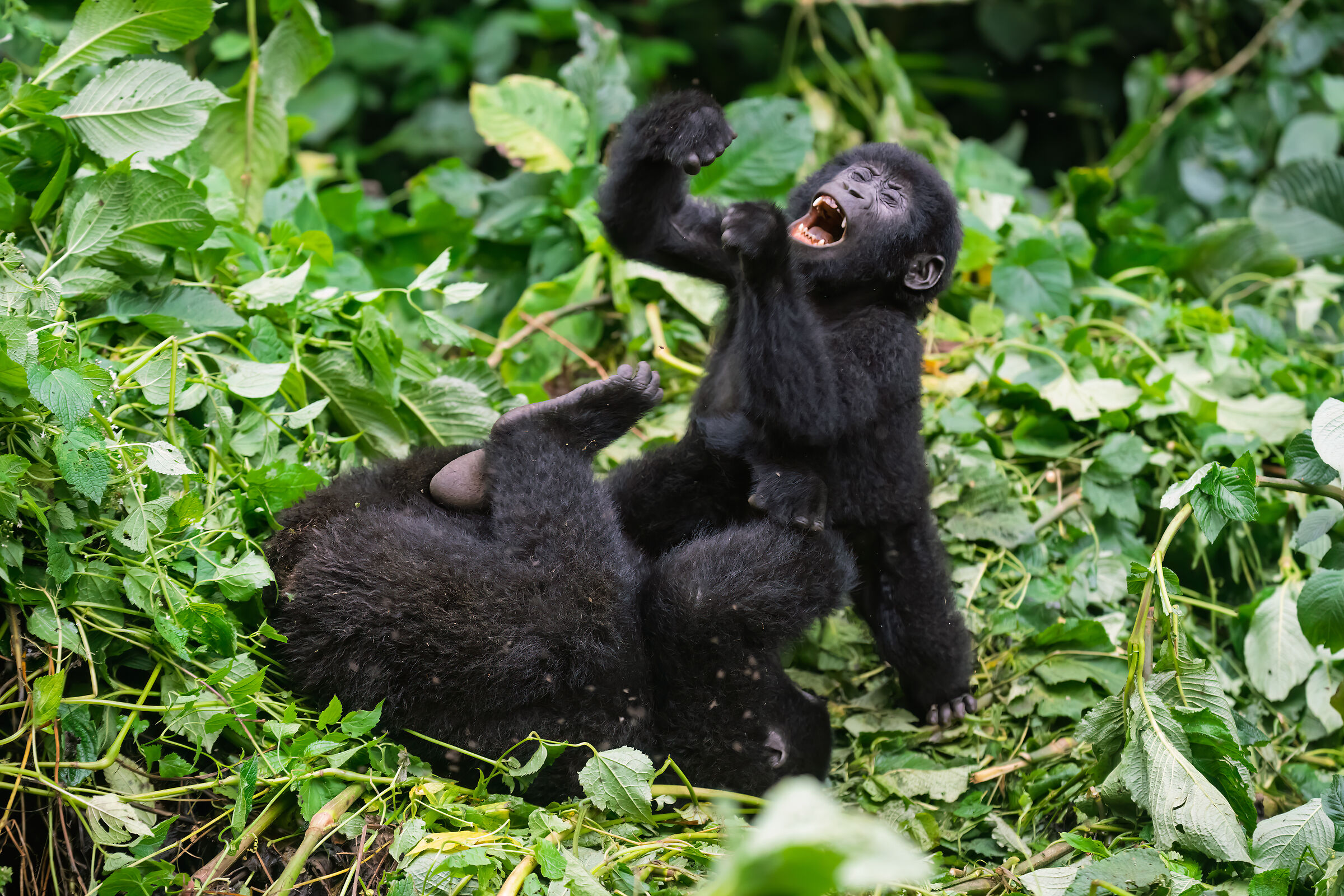 Bwindi Gorilla Impenetrable National Park