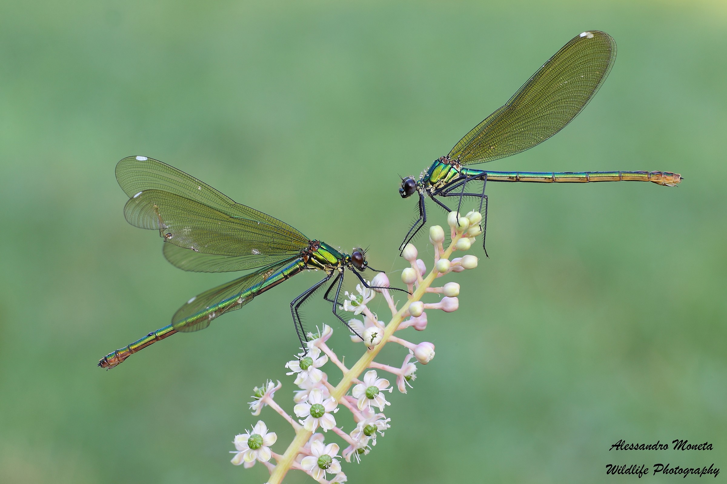 The Green Calopteryx