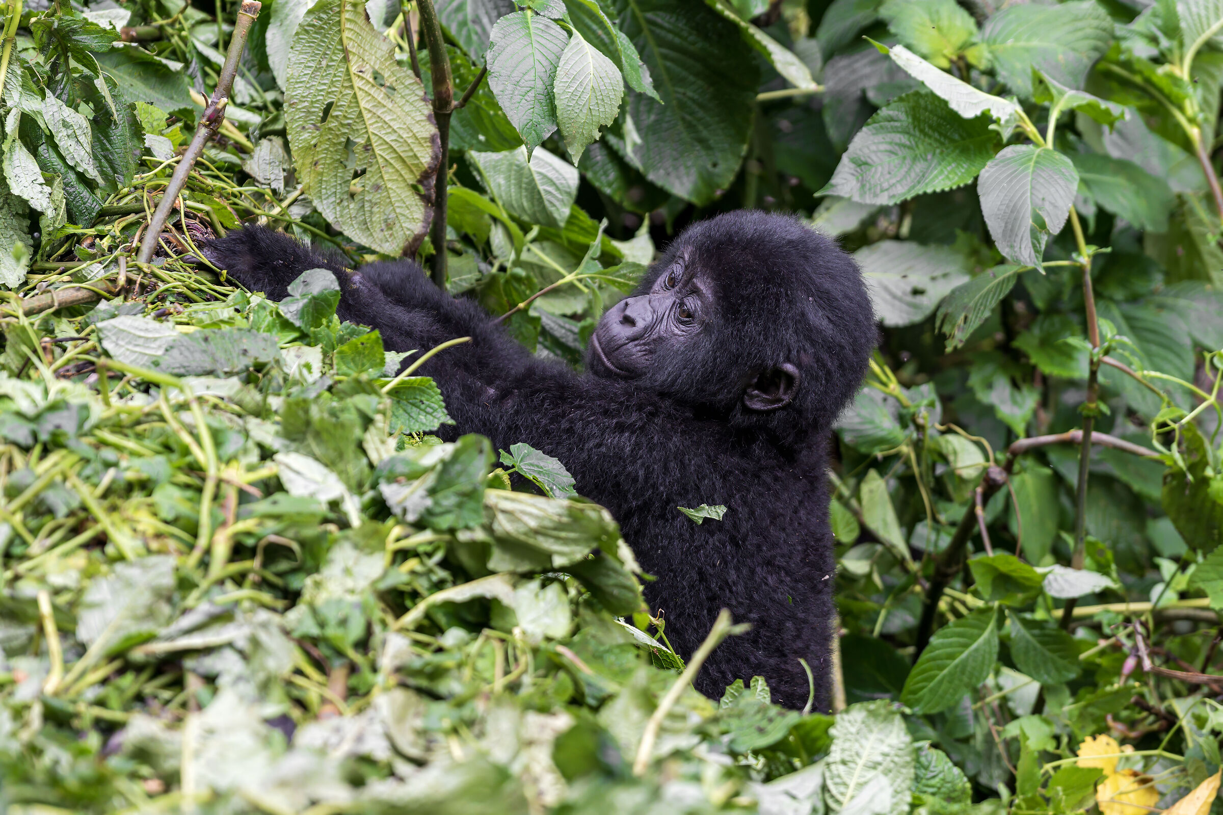 Bwindi Impenetrable National Park encounters
