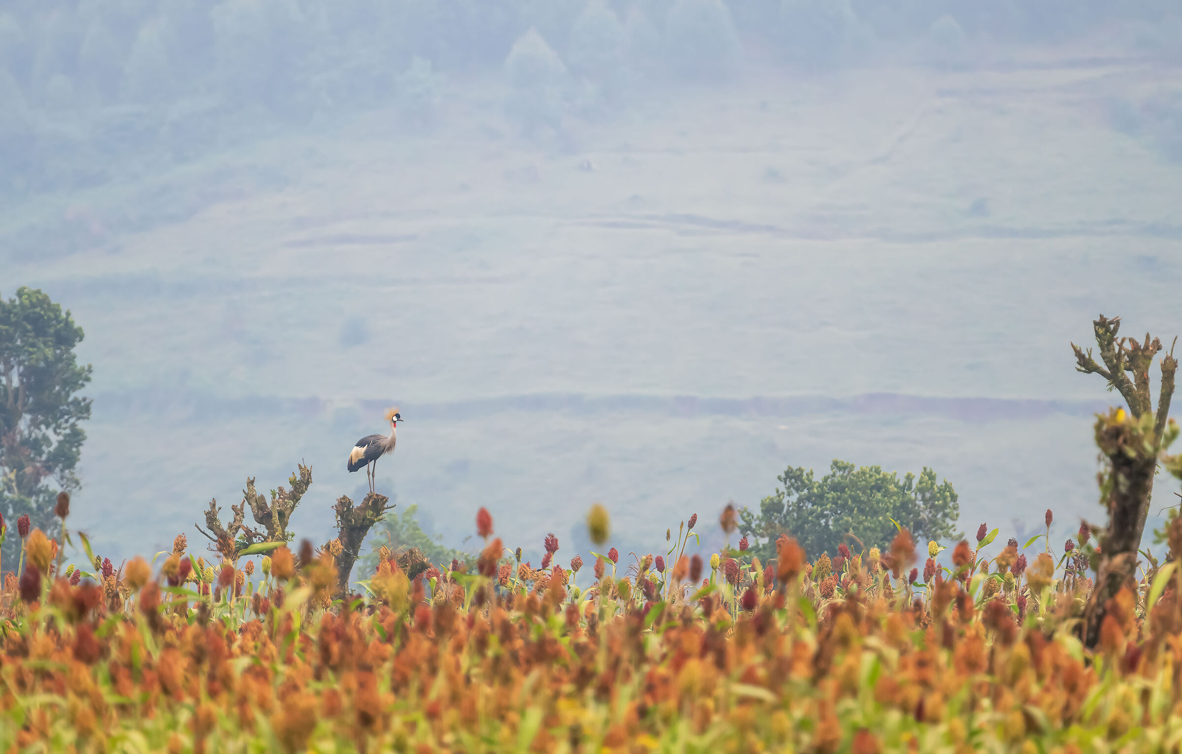 sorghum field with crowned crane