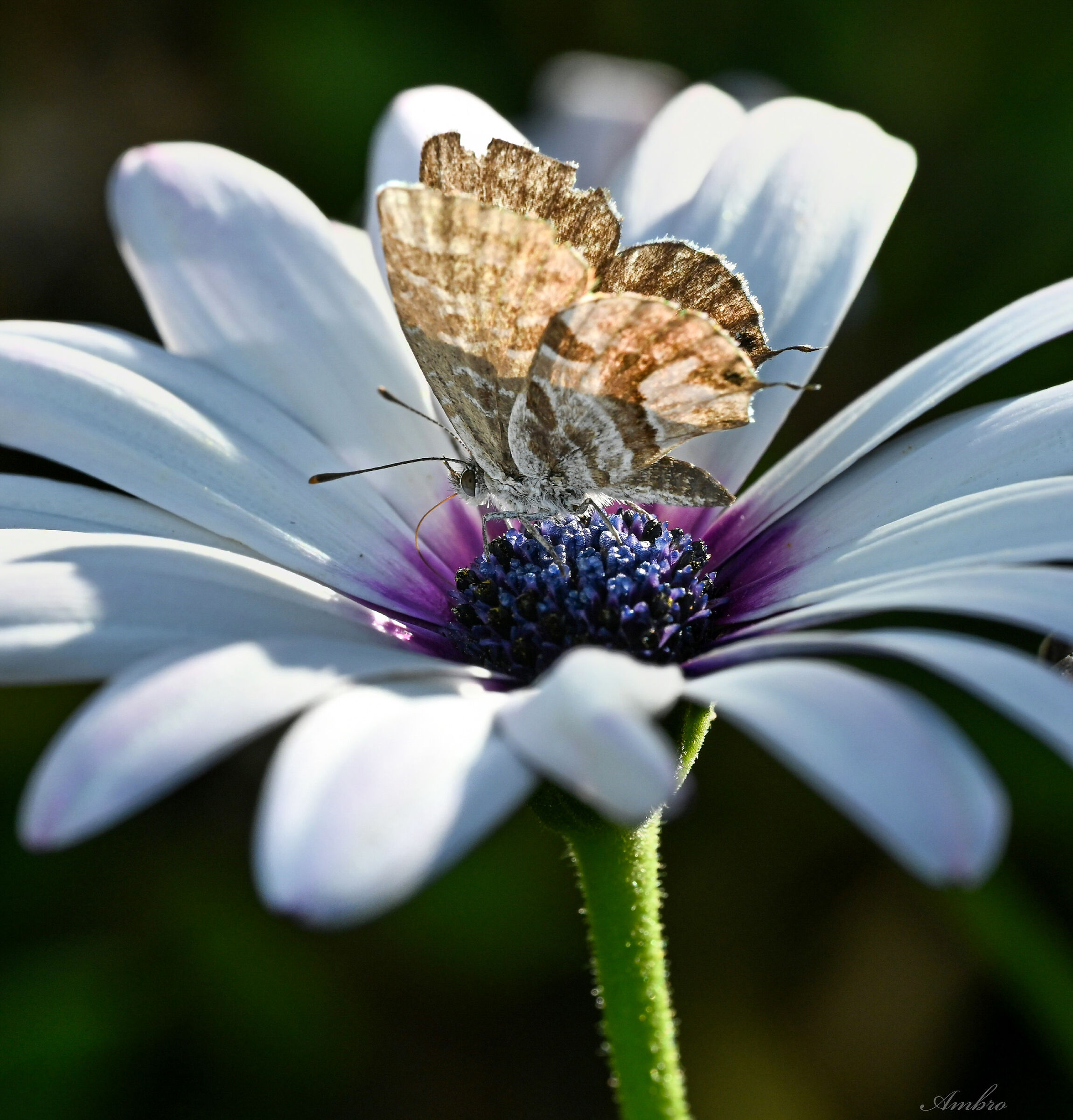 Farfalla