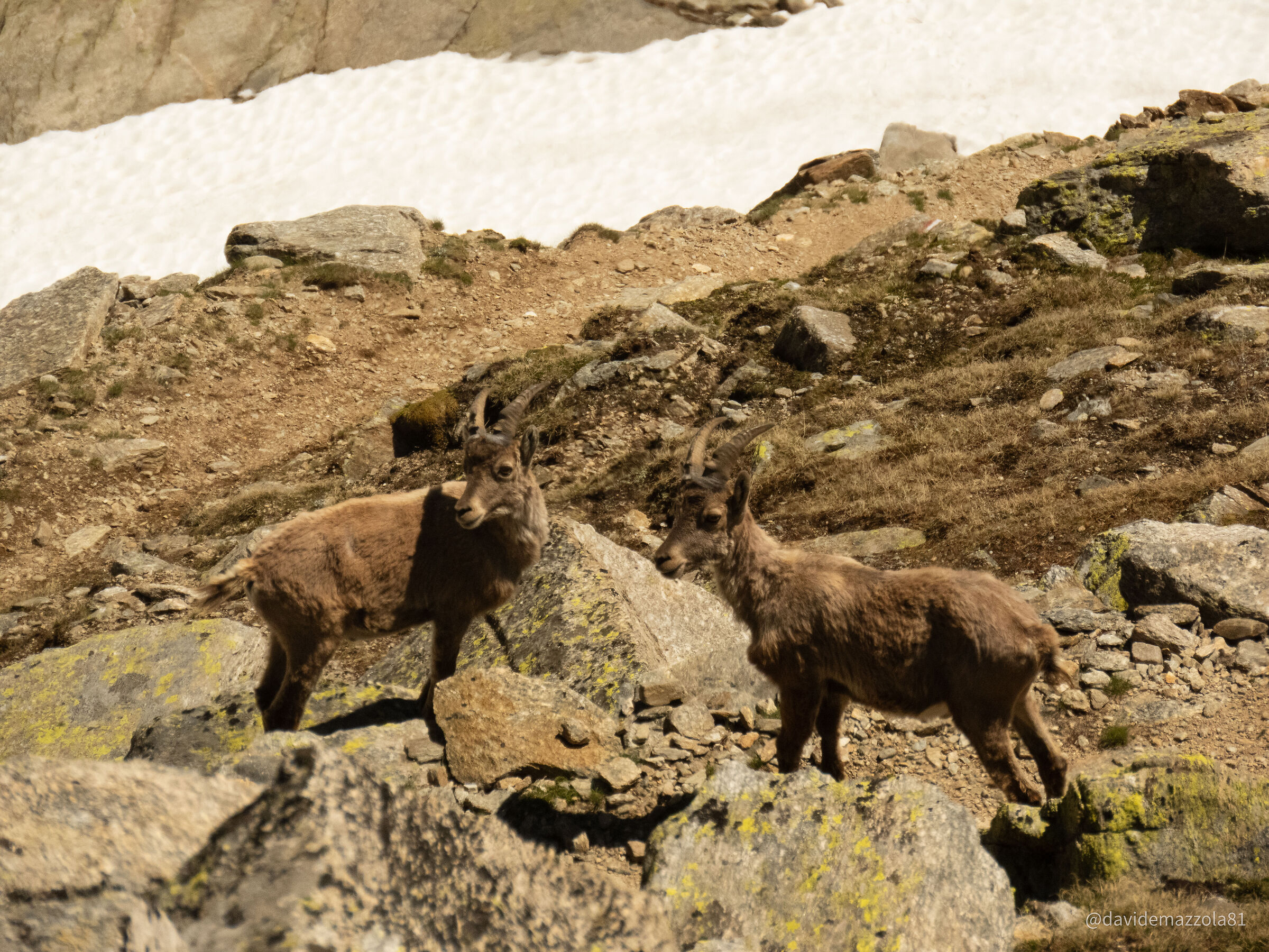 Ibex at Gran Paradiso