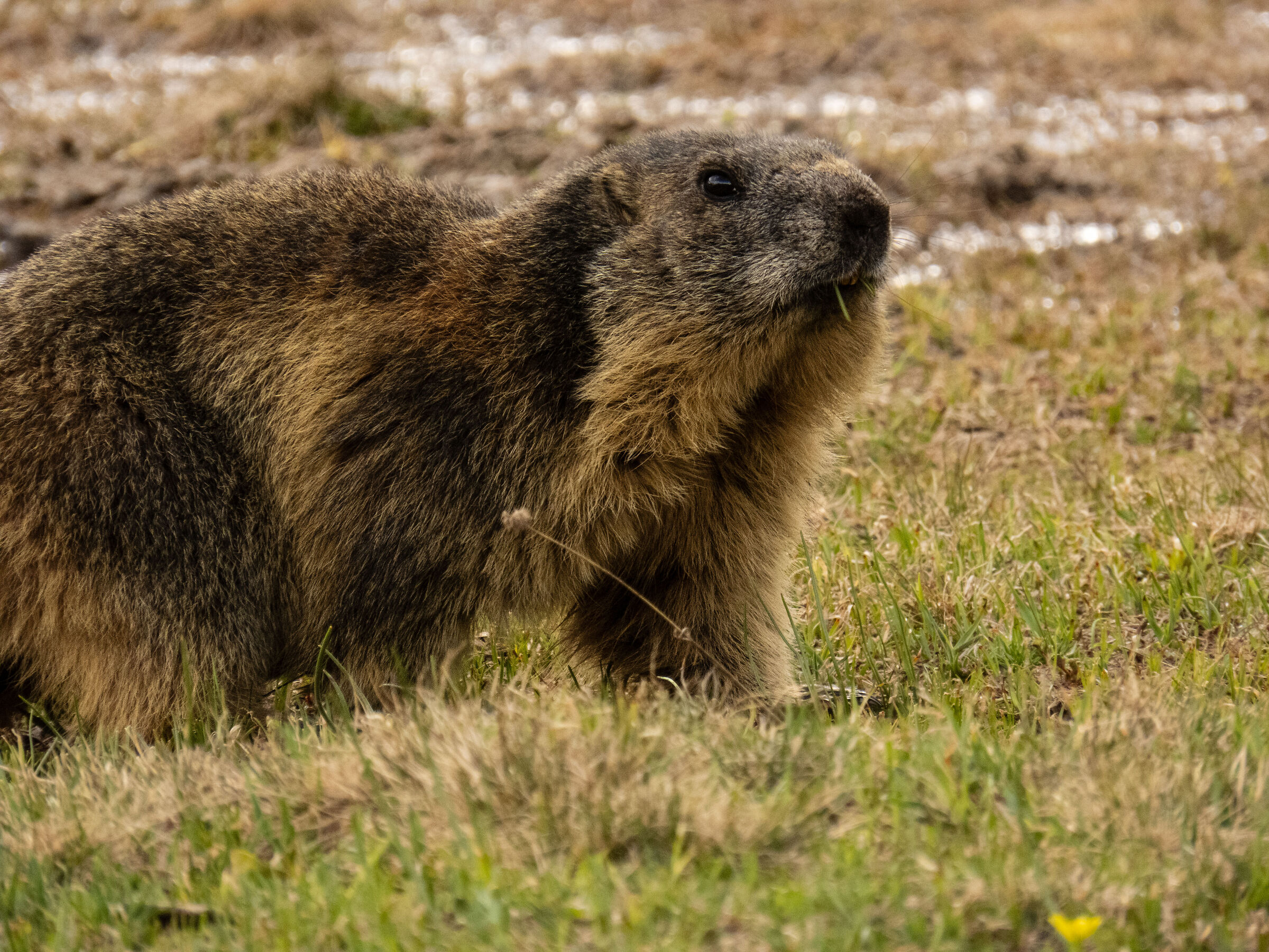 The marmot
