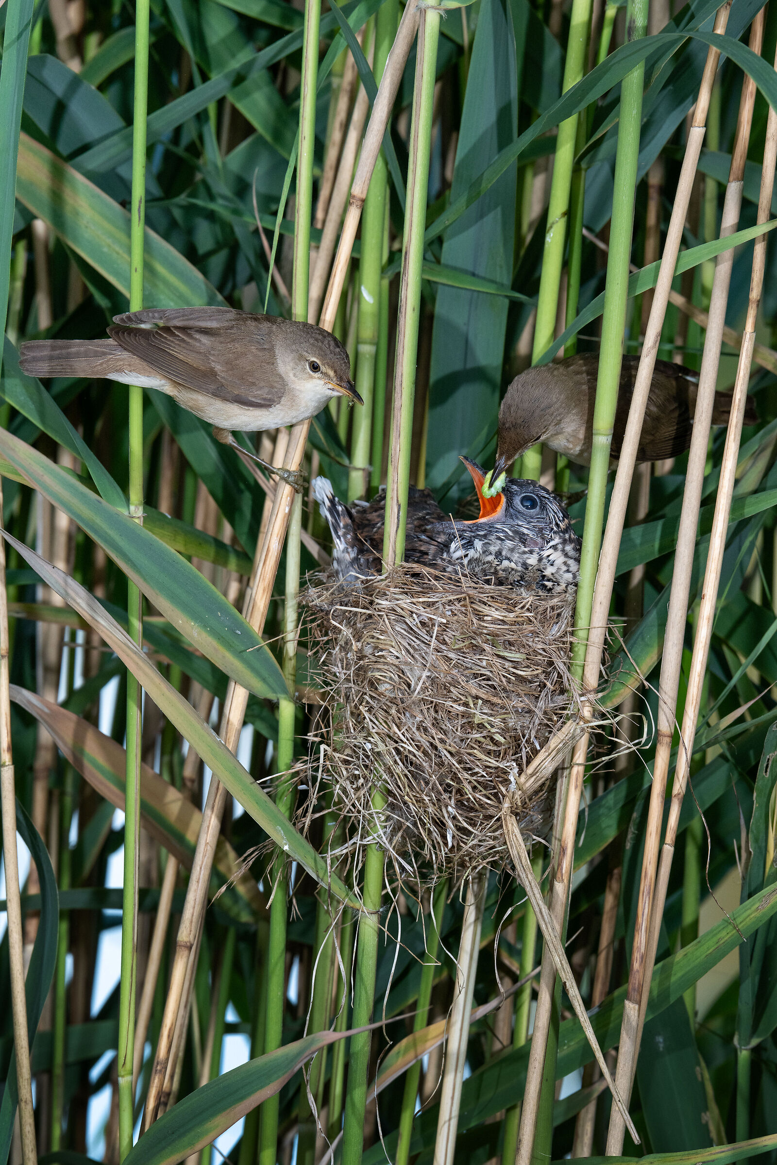 Parasitic cuckoo