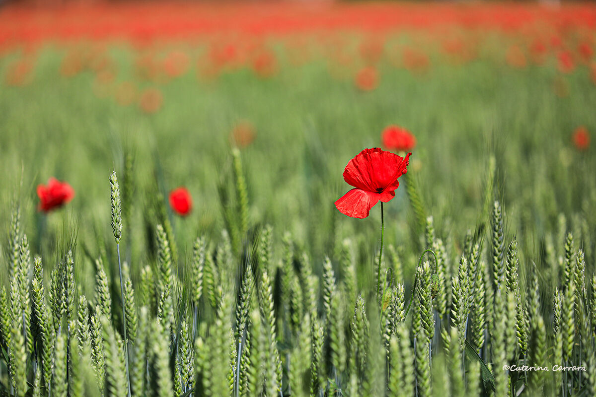 Poppies and wheat