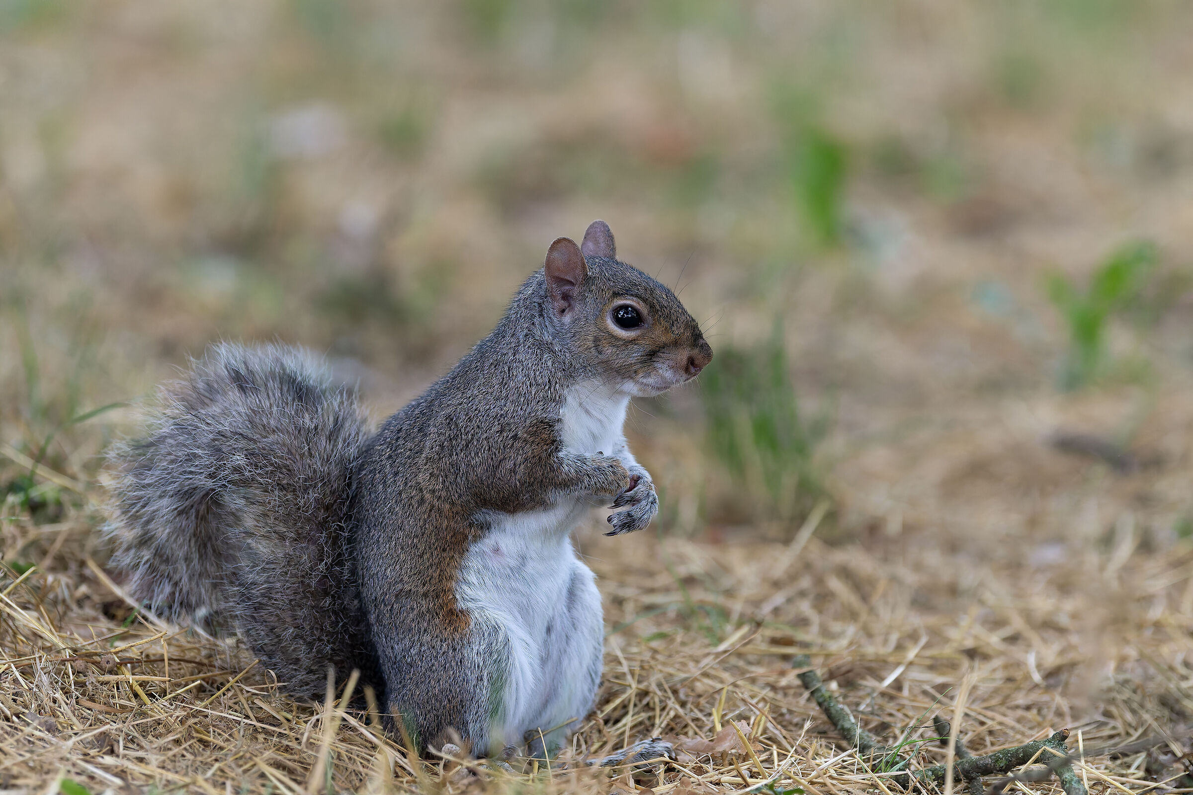 Stoiattolo Grigio - Turin