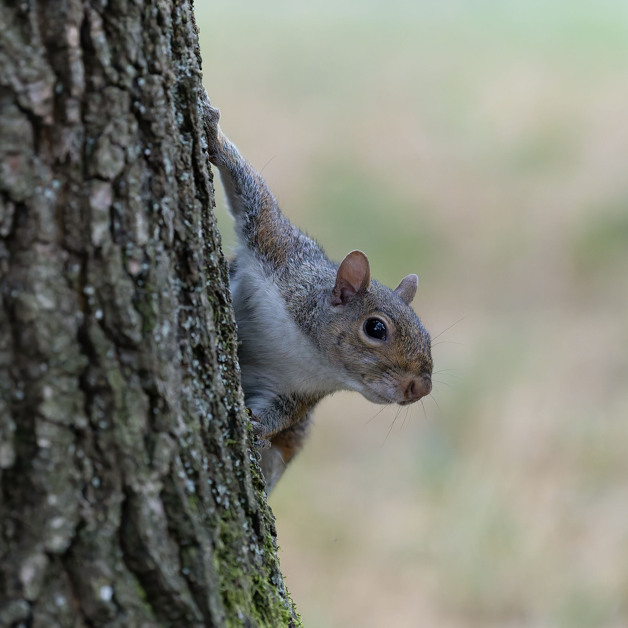 Stoiattolo Grigio - Turin