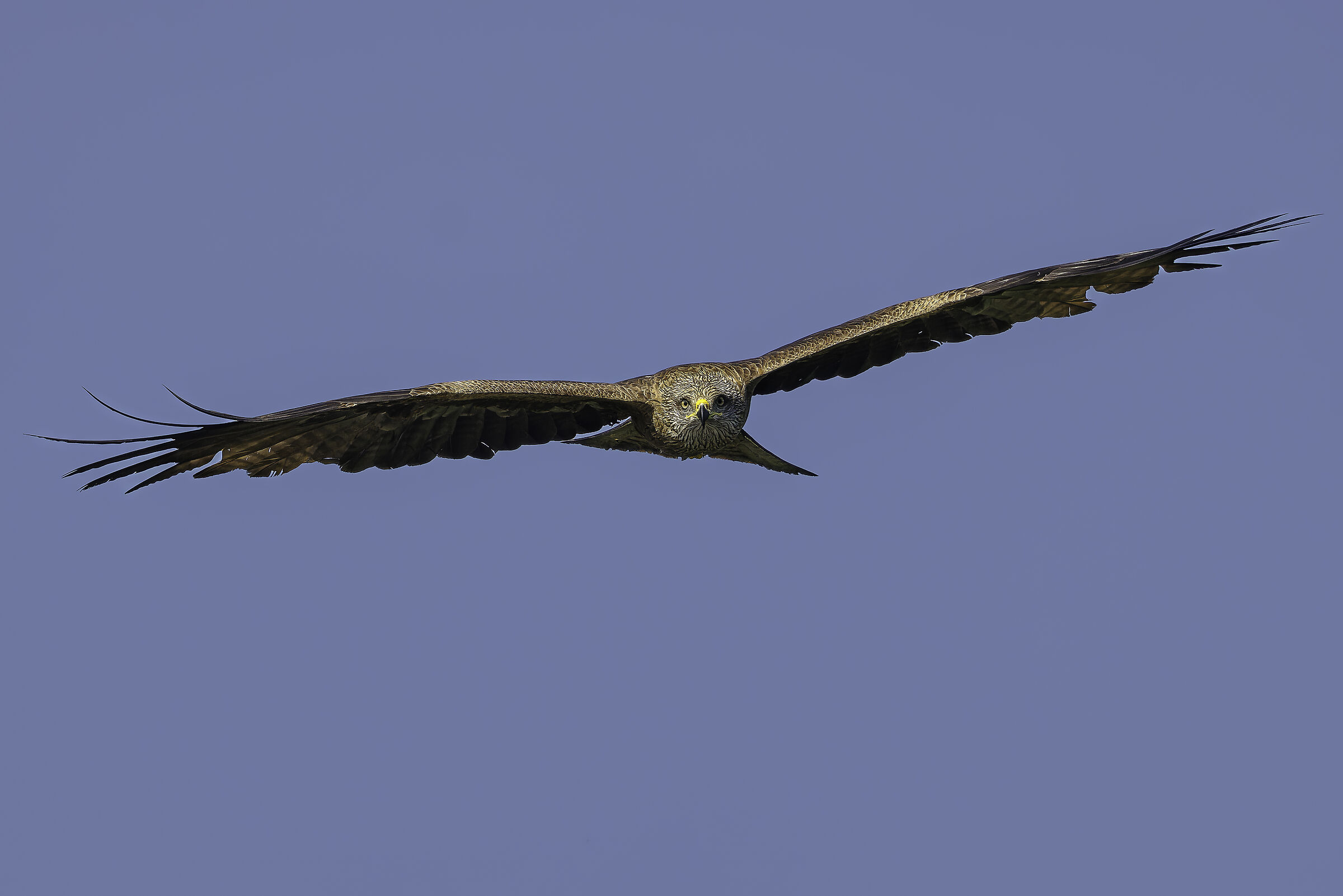 Black kite