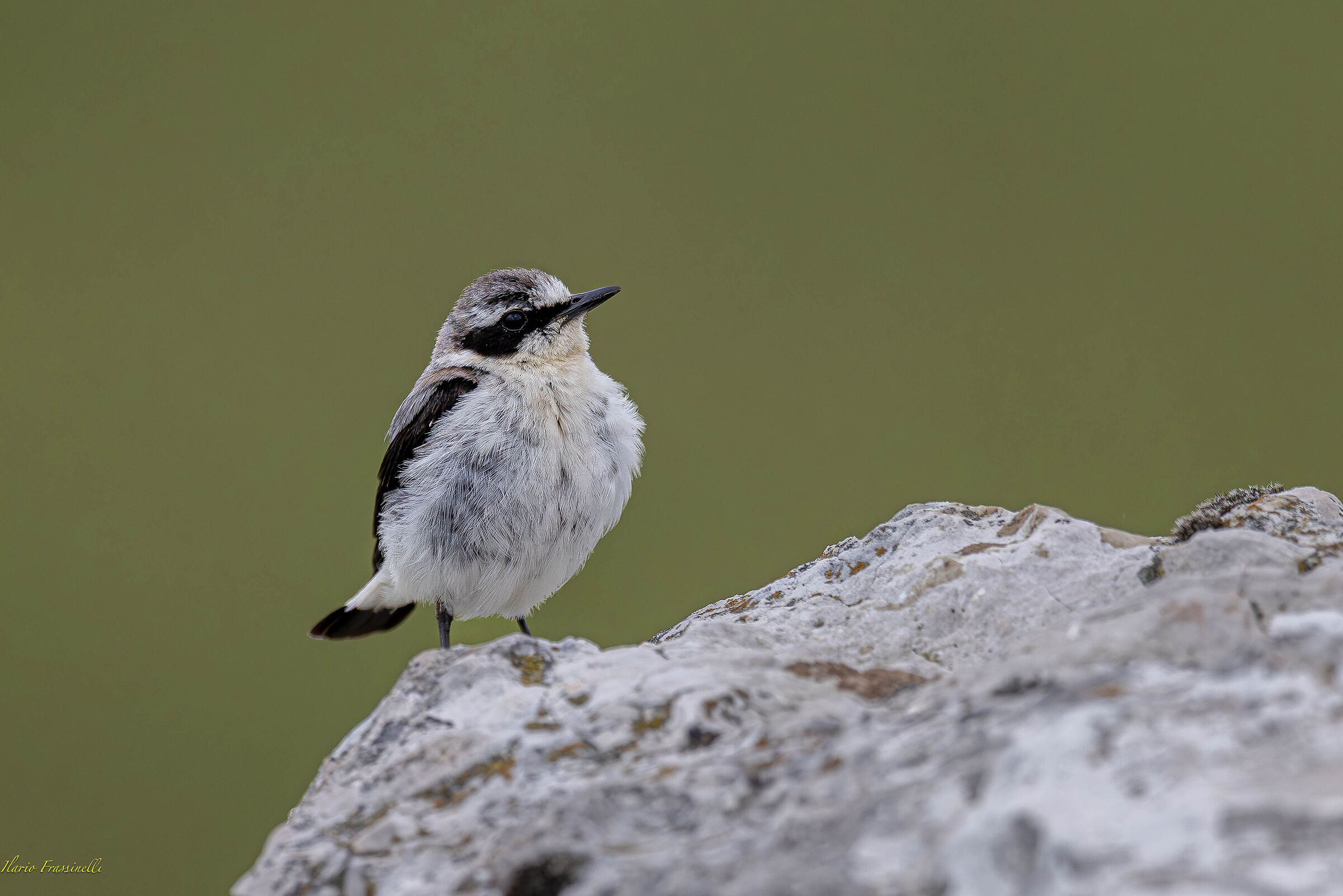 Northern wheatear