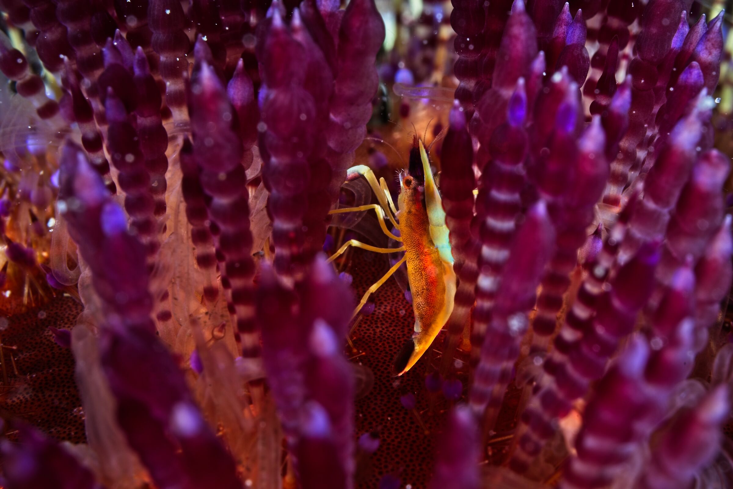 Gamberetto (non descritto) interno al riccio di fuoco