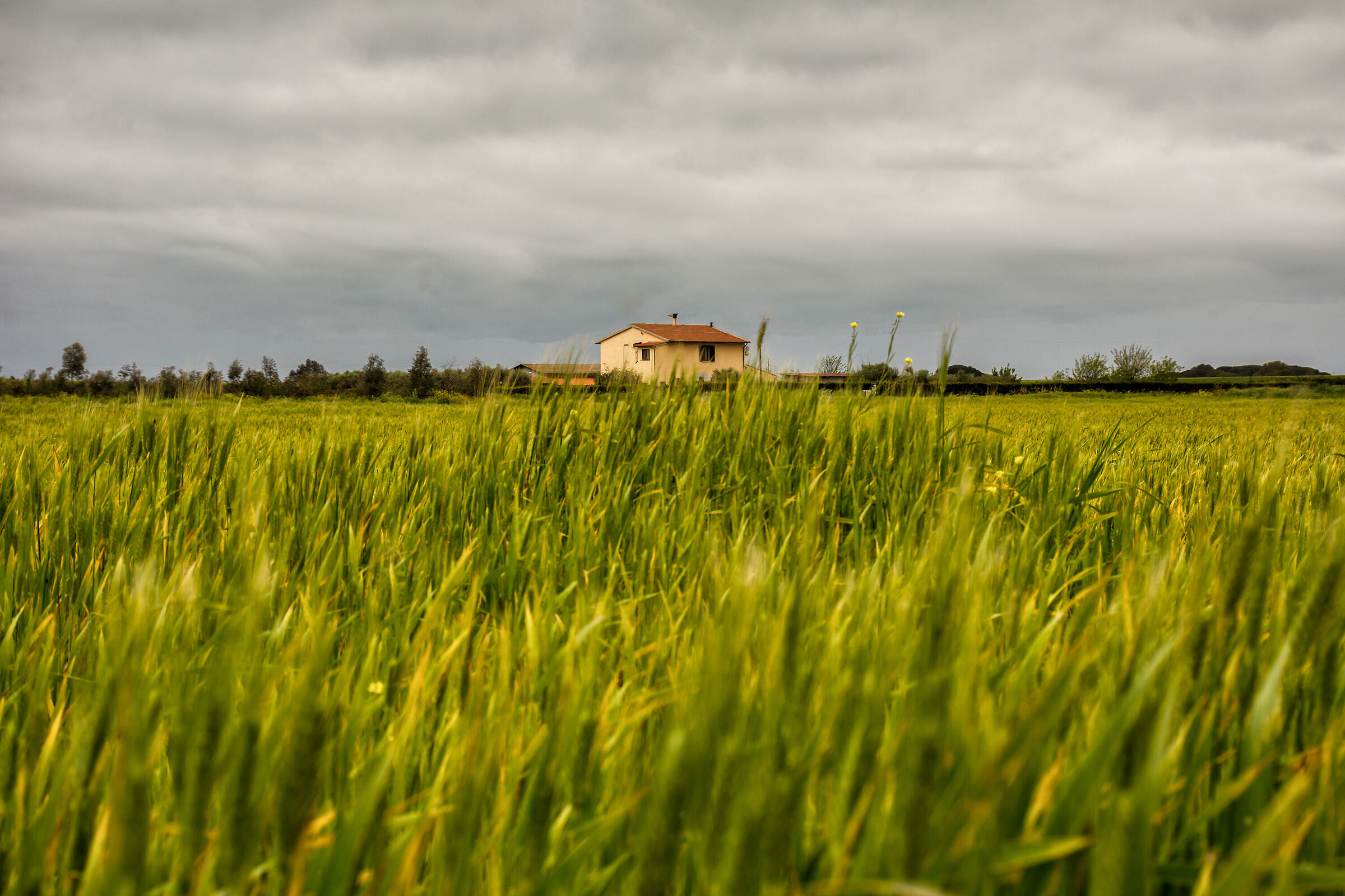 The house in the wheat