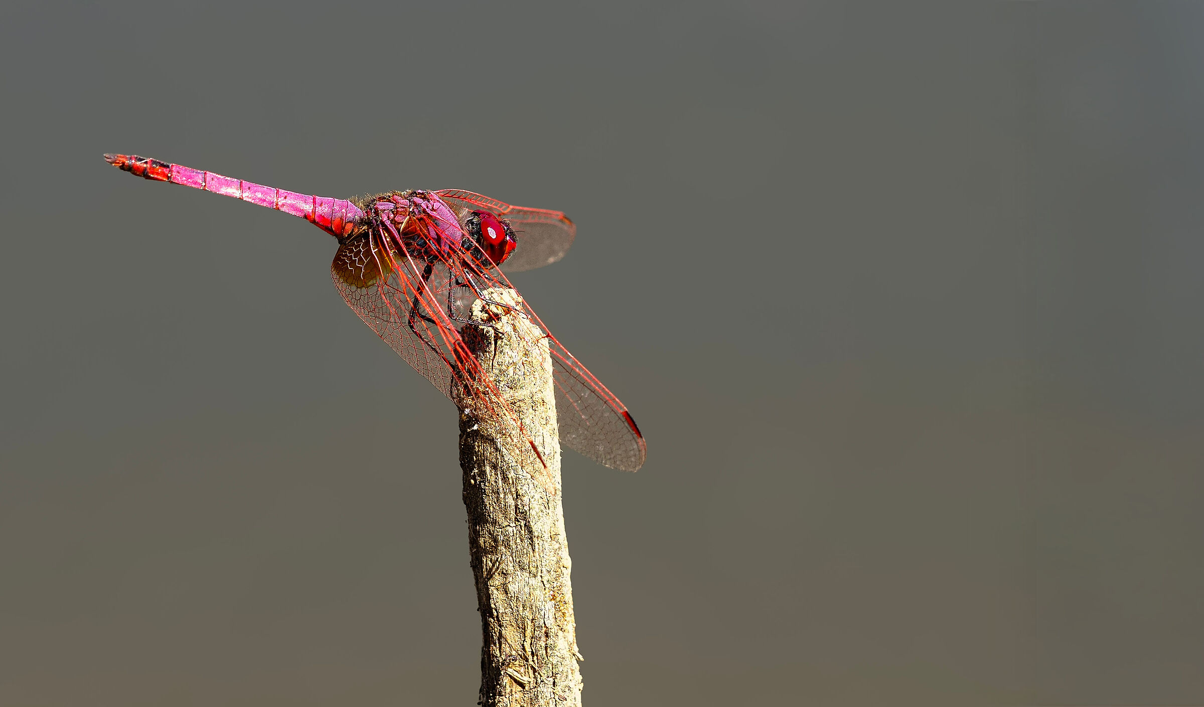 DRAGONFLY RED