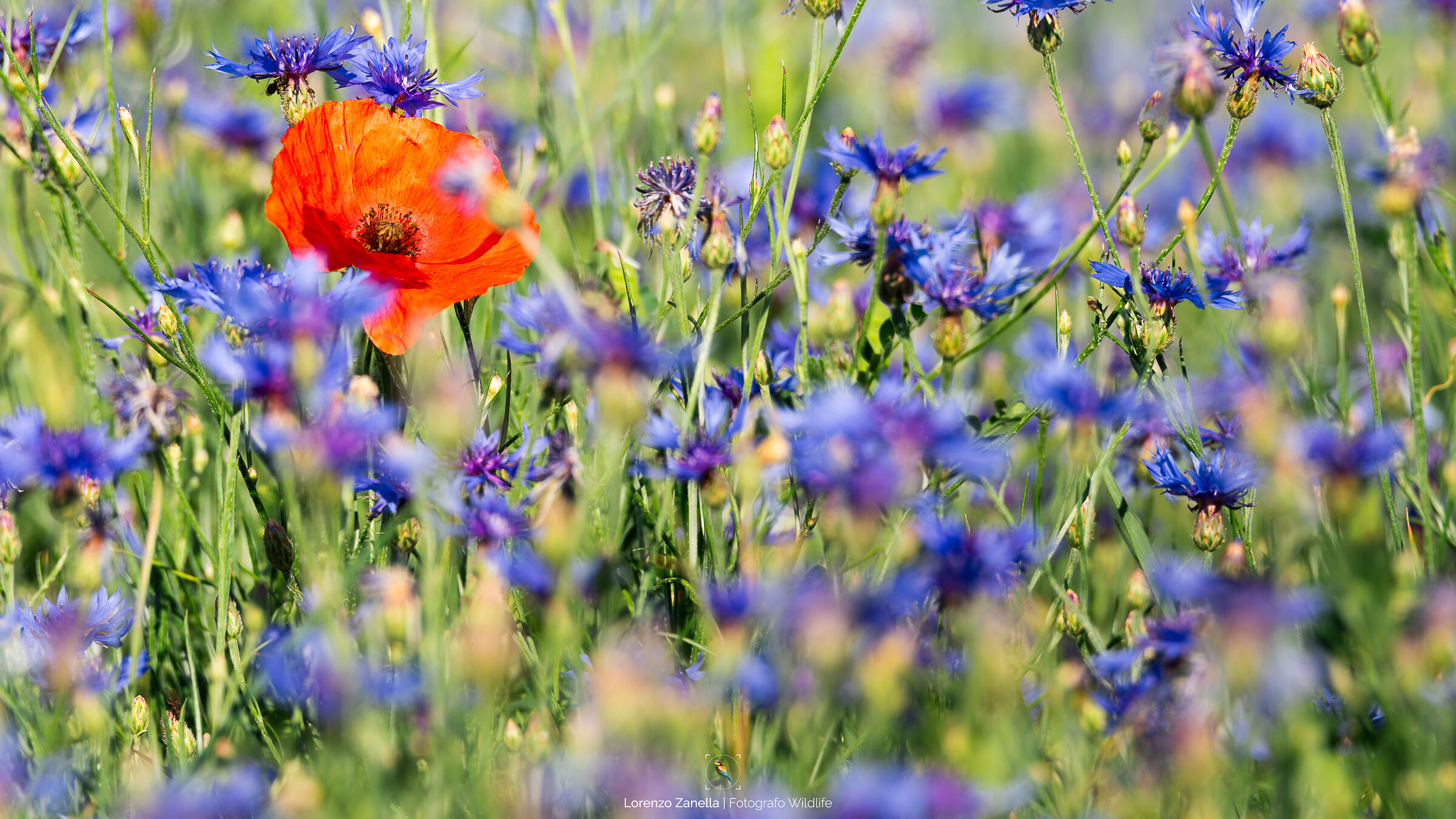 Fioritura Castelluccio di Norcia