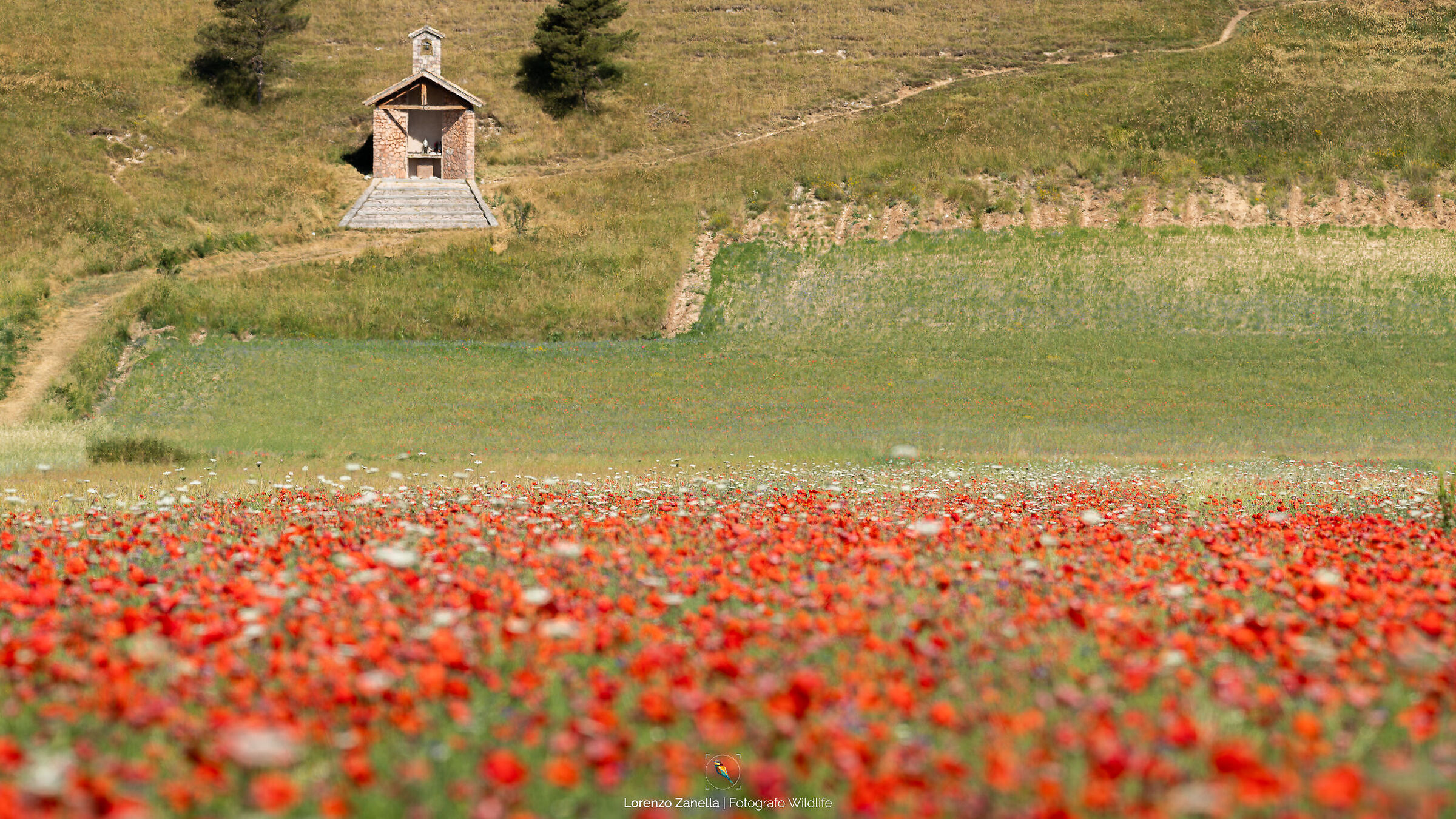 Chiesa su Papaveri Castelluccio di Norcia