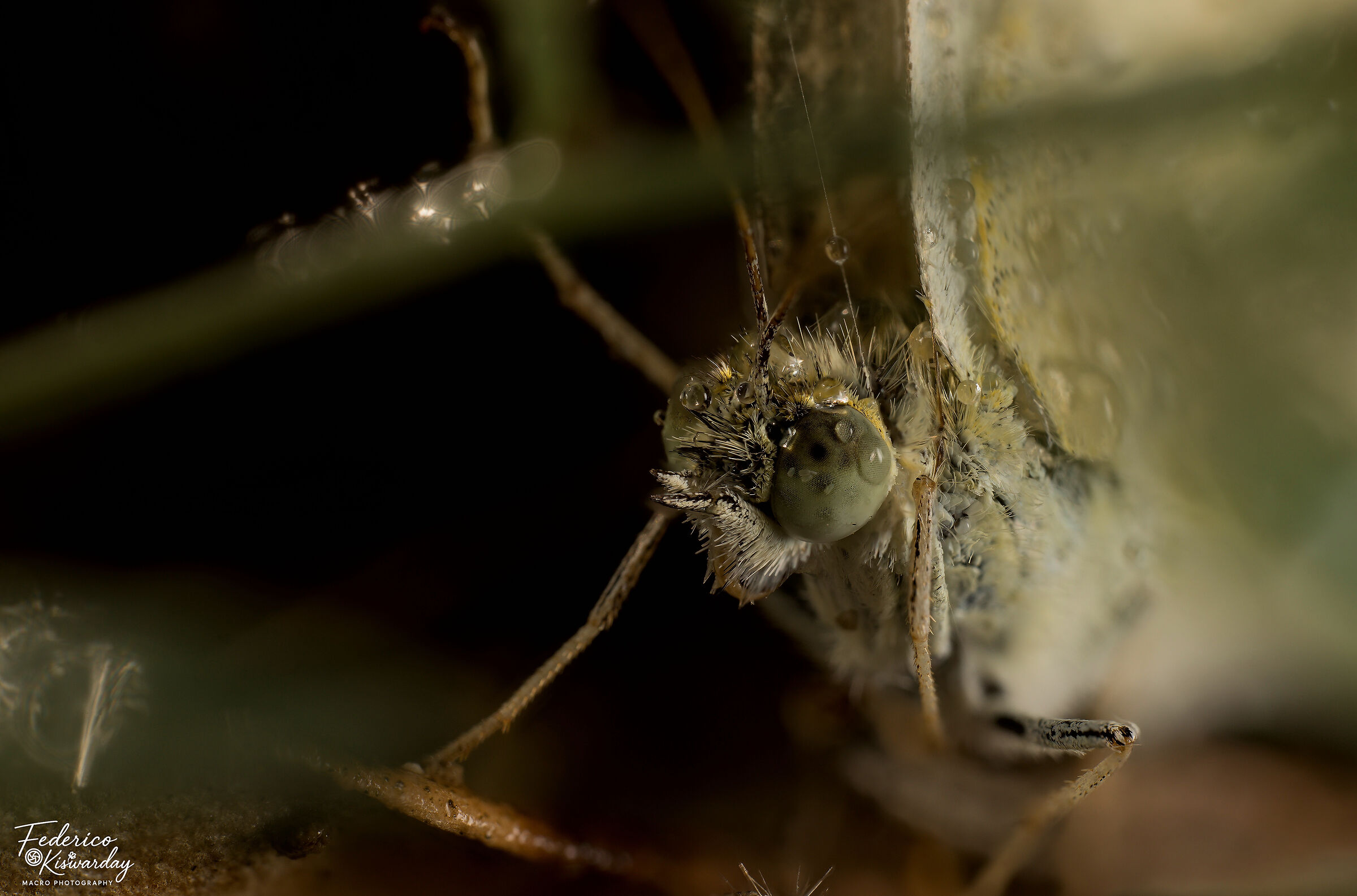Pieris rapae: macro at rest